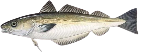 Whiting