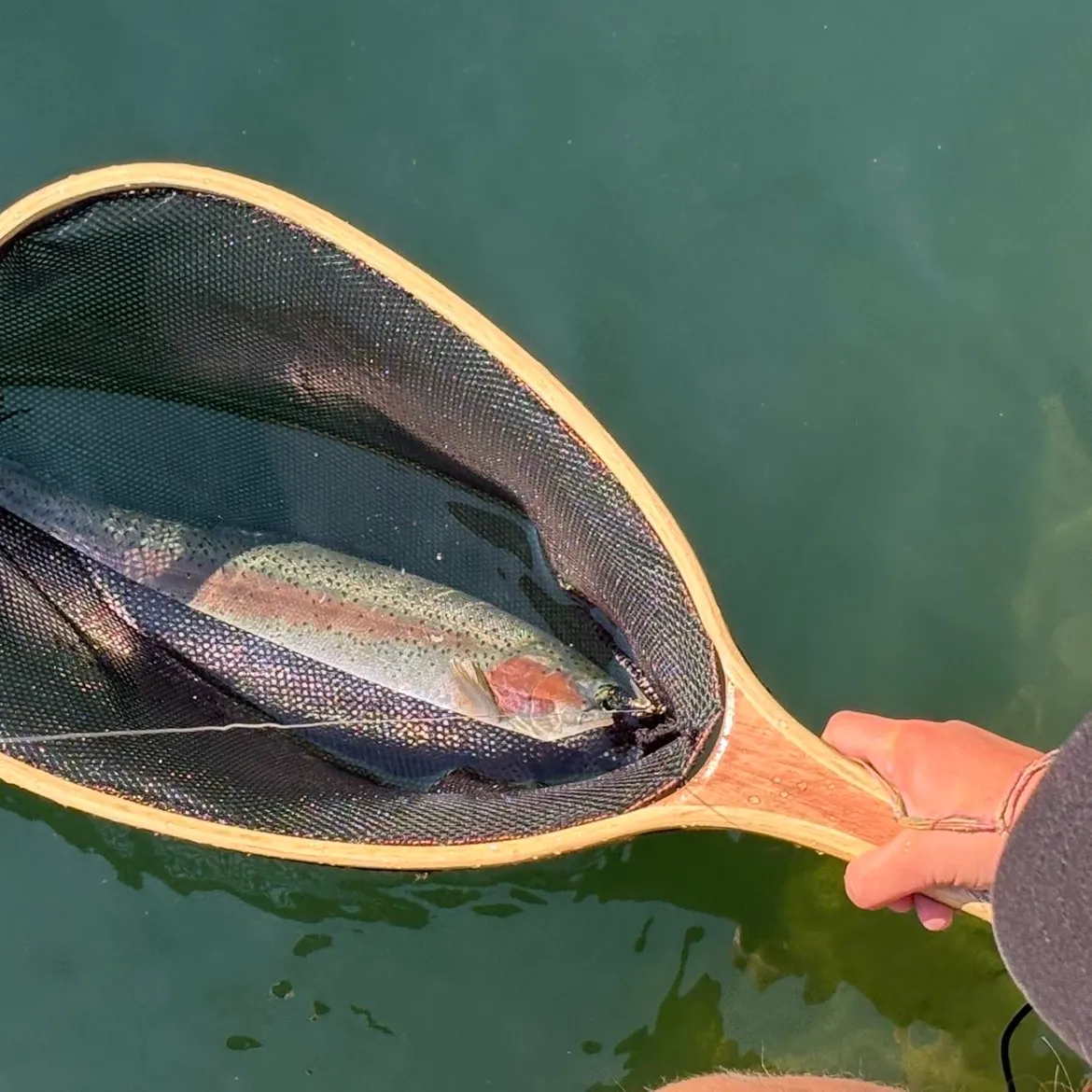 Rainbow trout caught on Fishbrain