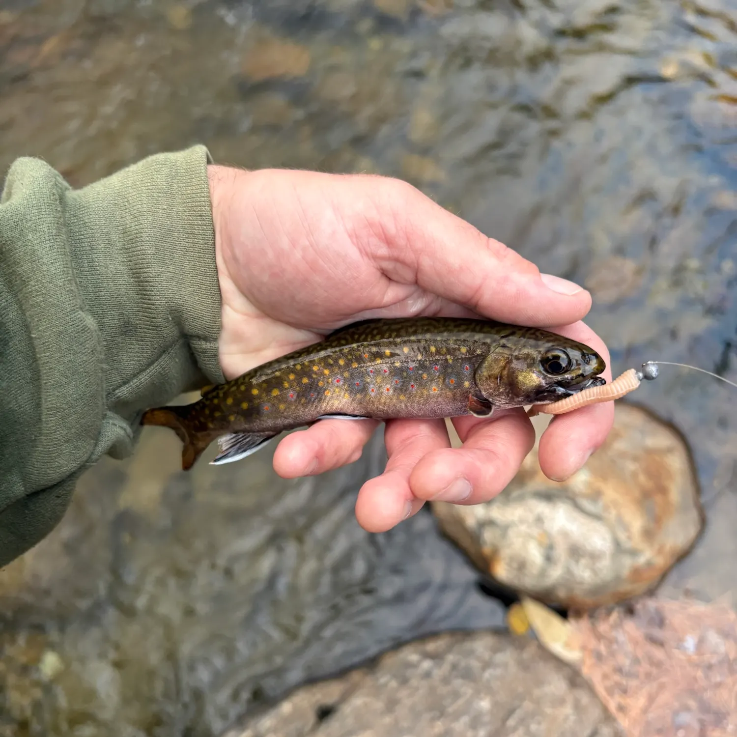Brook trout caught on Fishbrain