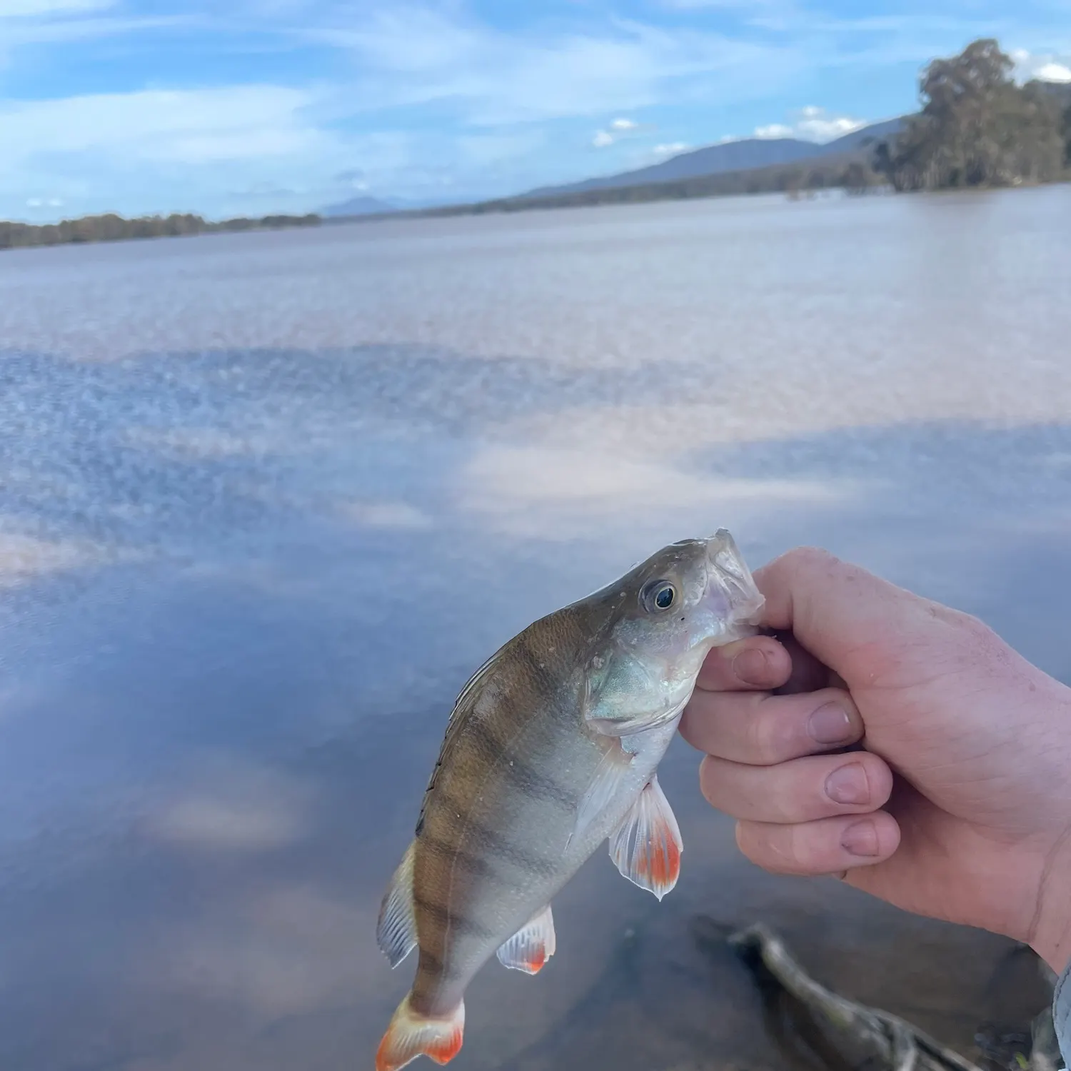 European perch caught on Fishbrain