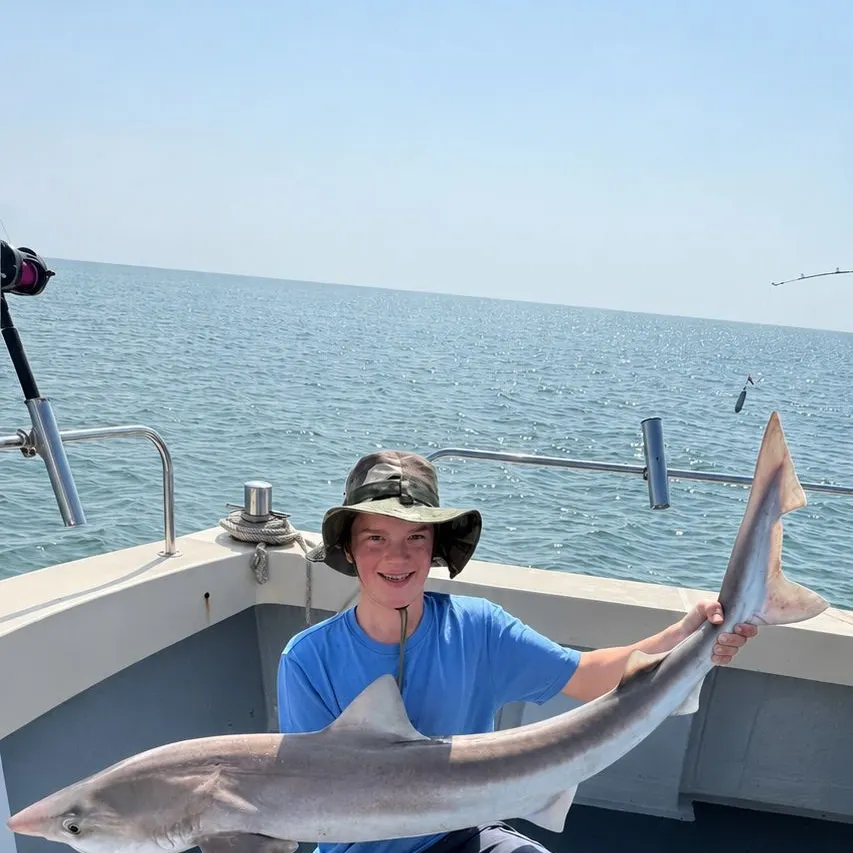 The most recent Tope shark catches on Fishbrain