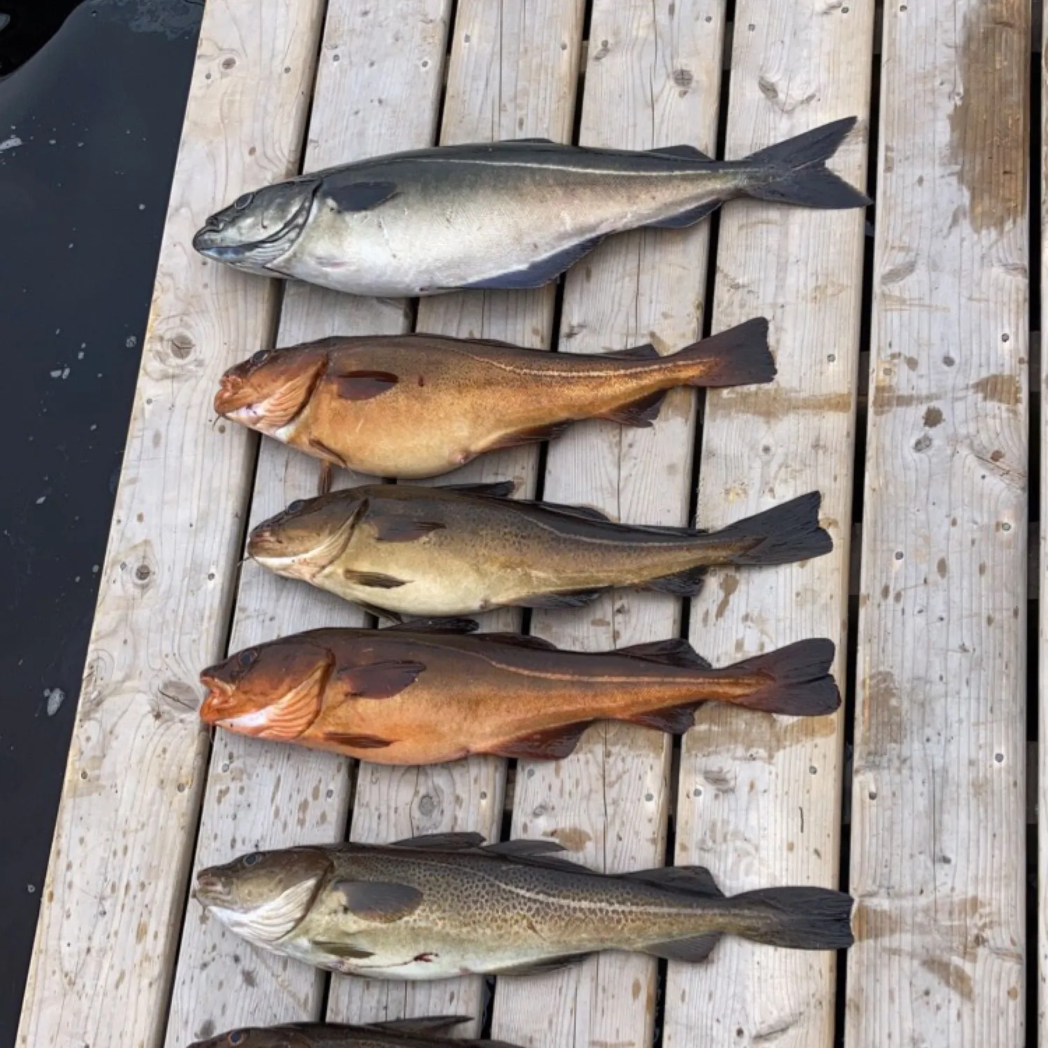 recently logged catches