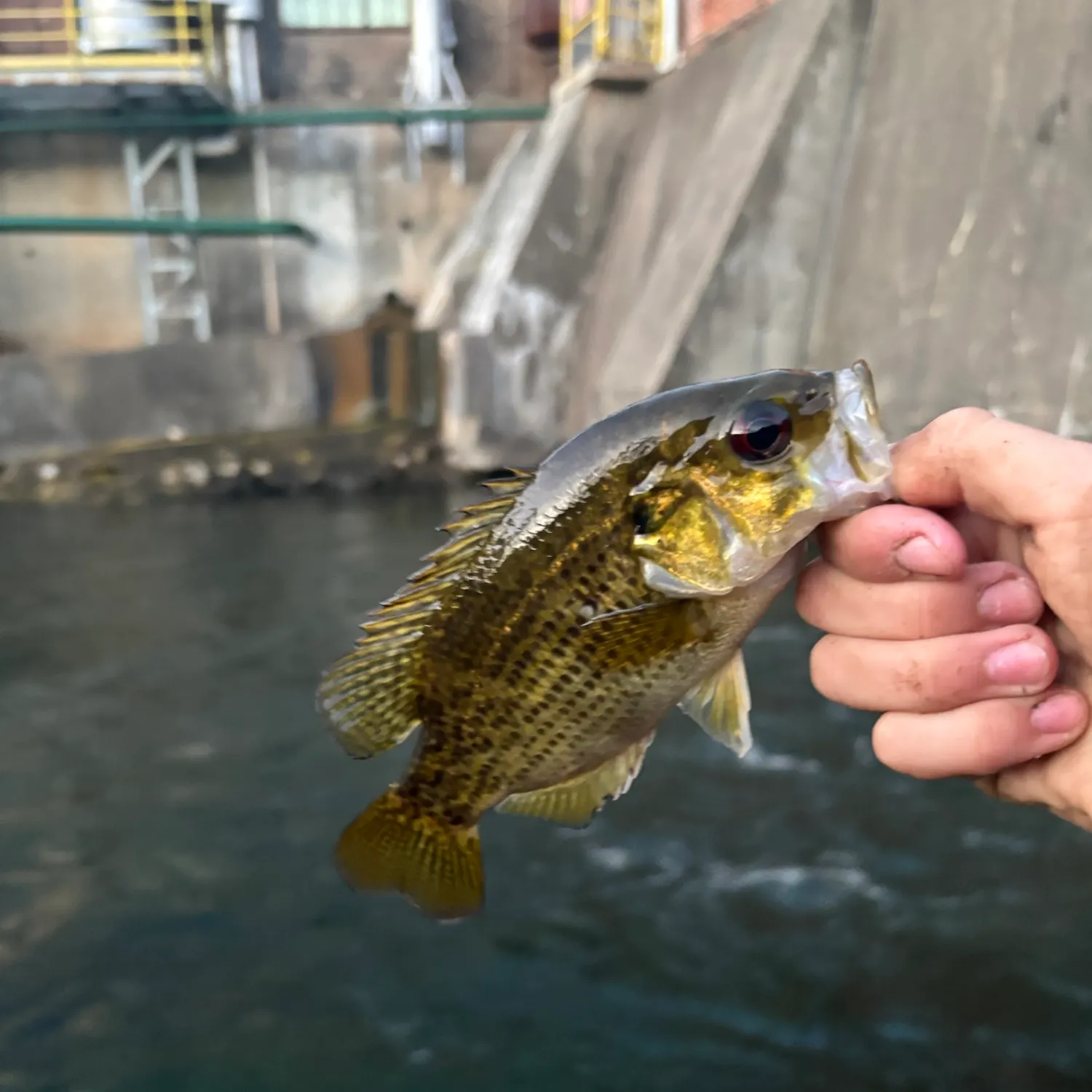 Rock bass caught on Fishbrain
