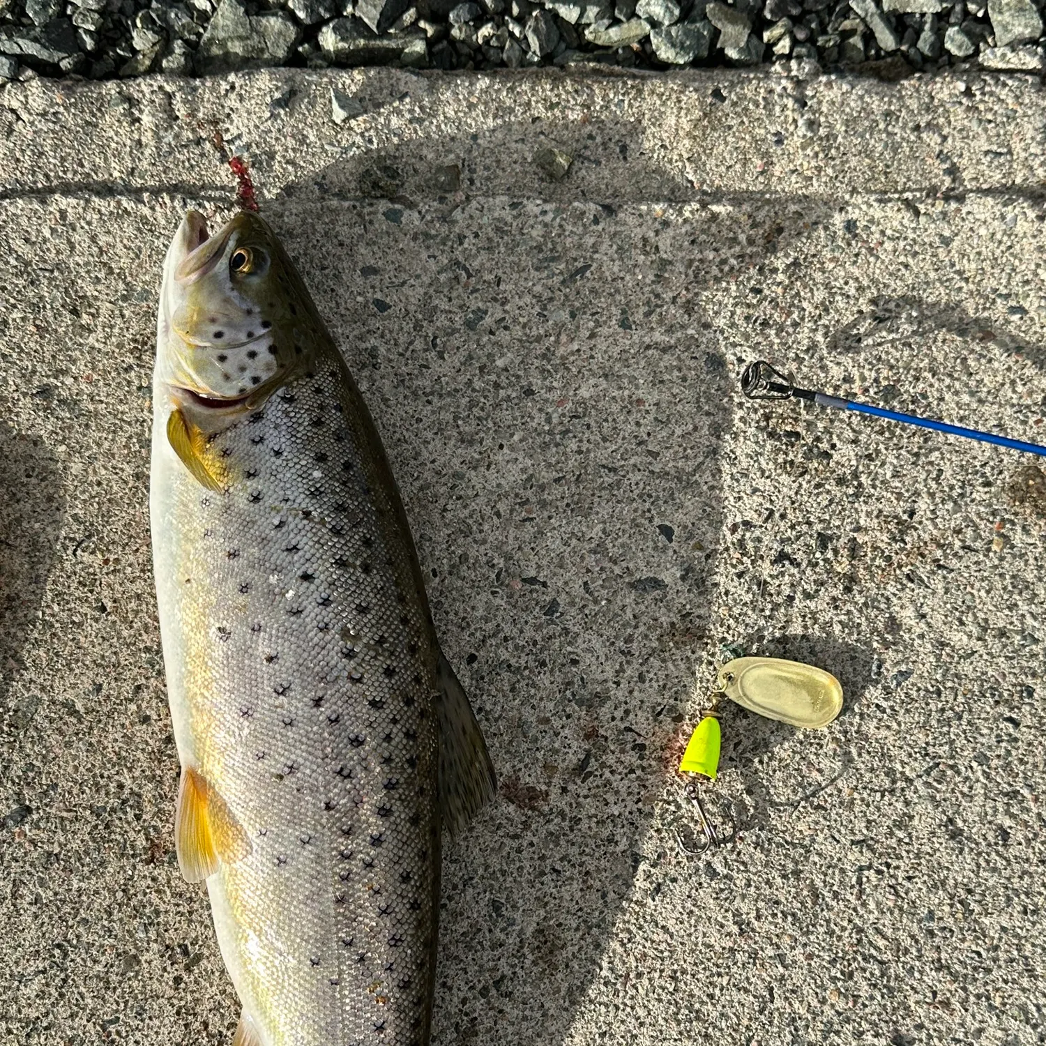 recently logged catches