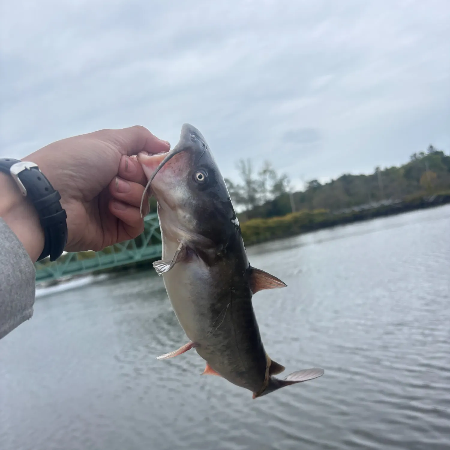 White bullhead caught on Fishbrain