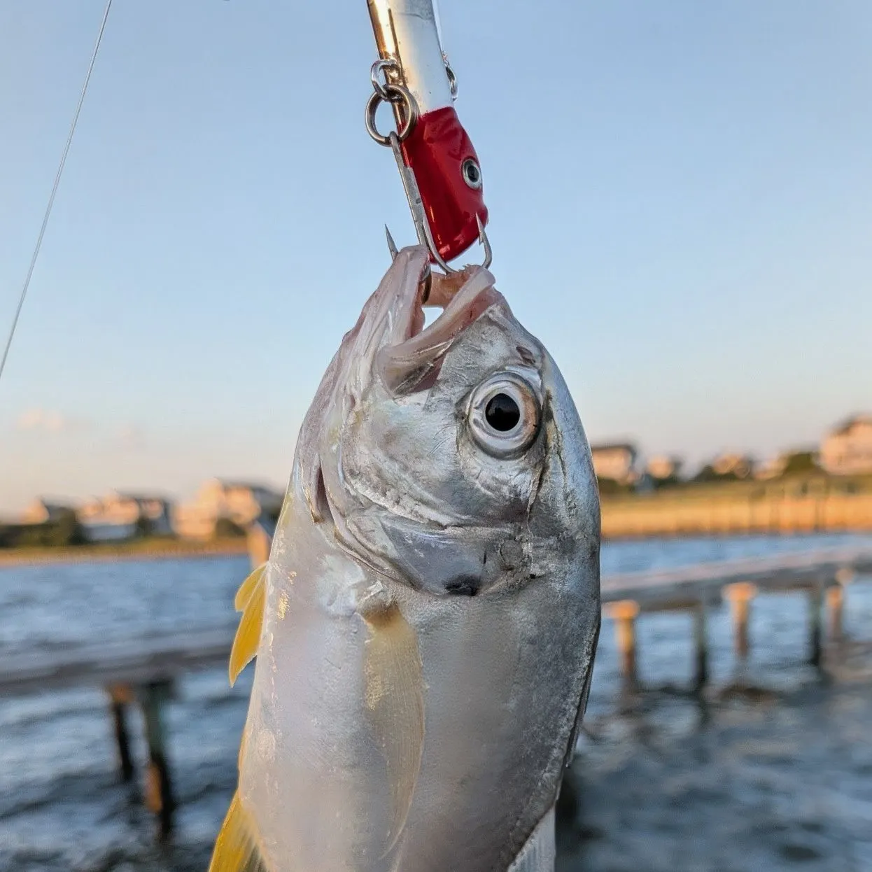 Crevalle jack caught on Fishbrain