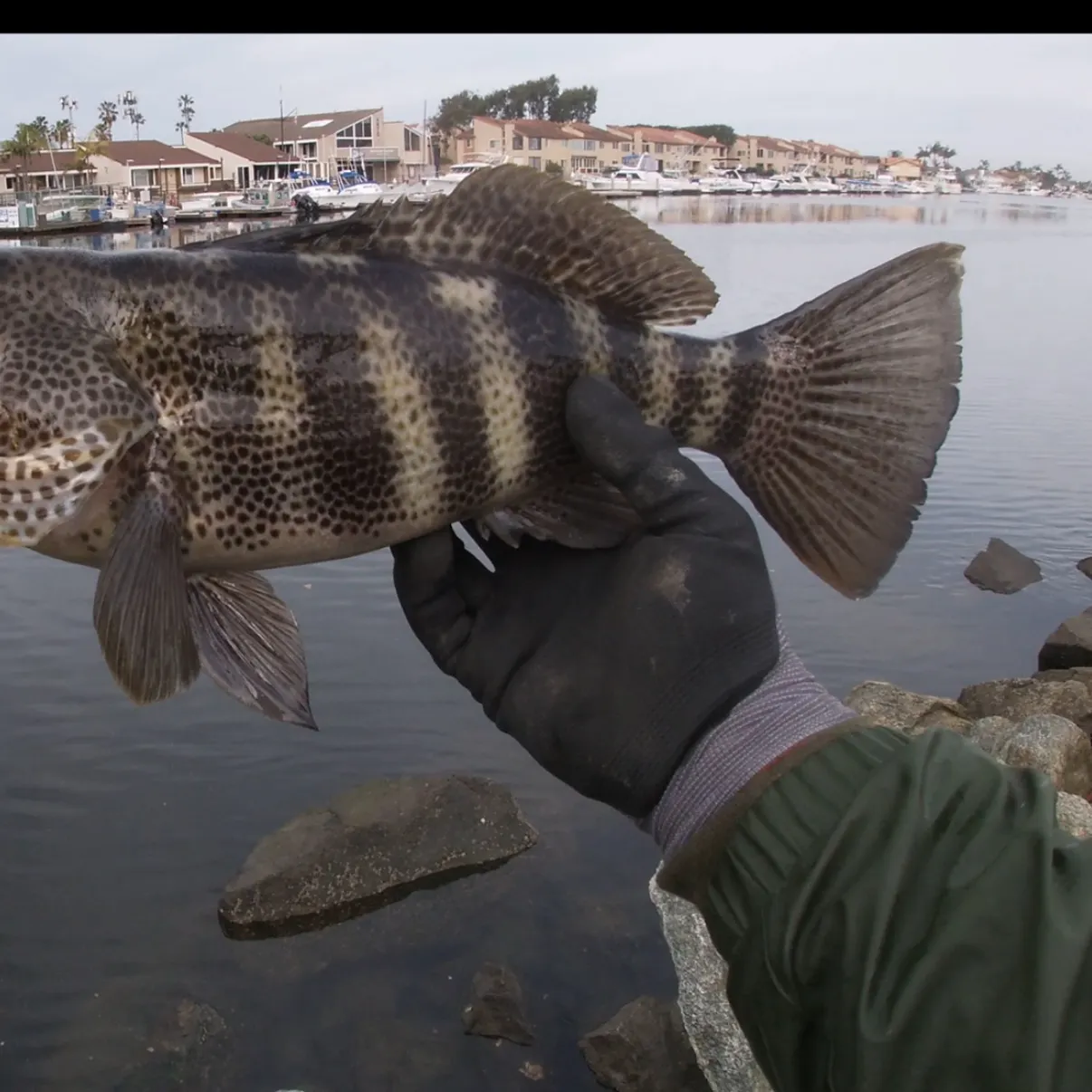 The most recent Spotted sand bass catches on Fishbrain