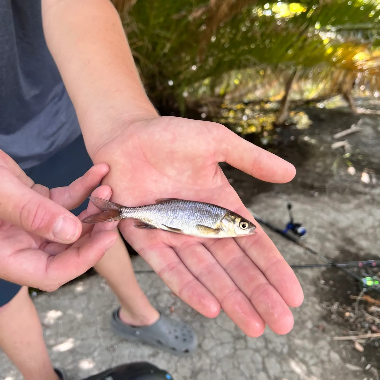 The most recent California roach catches on Fishbrain