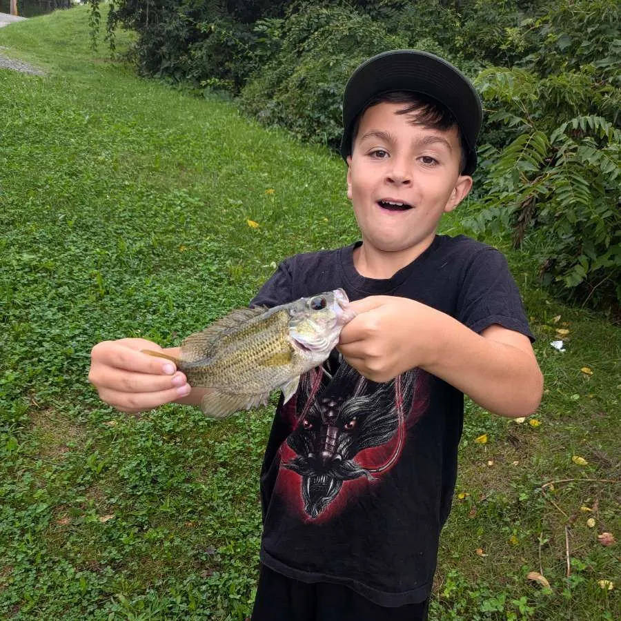 Rock bass caught on Fishbrain