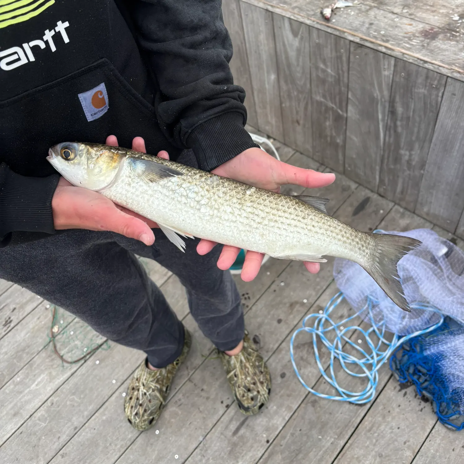 The most recent Striped mullet catches on Fishbrain