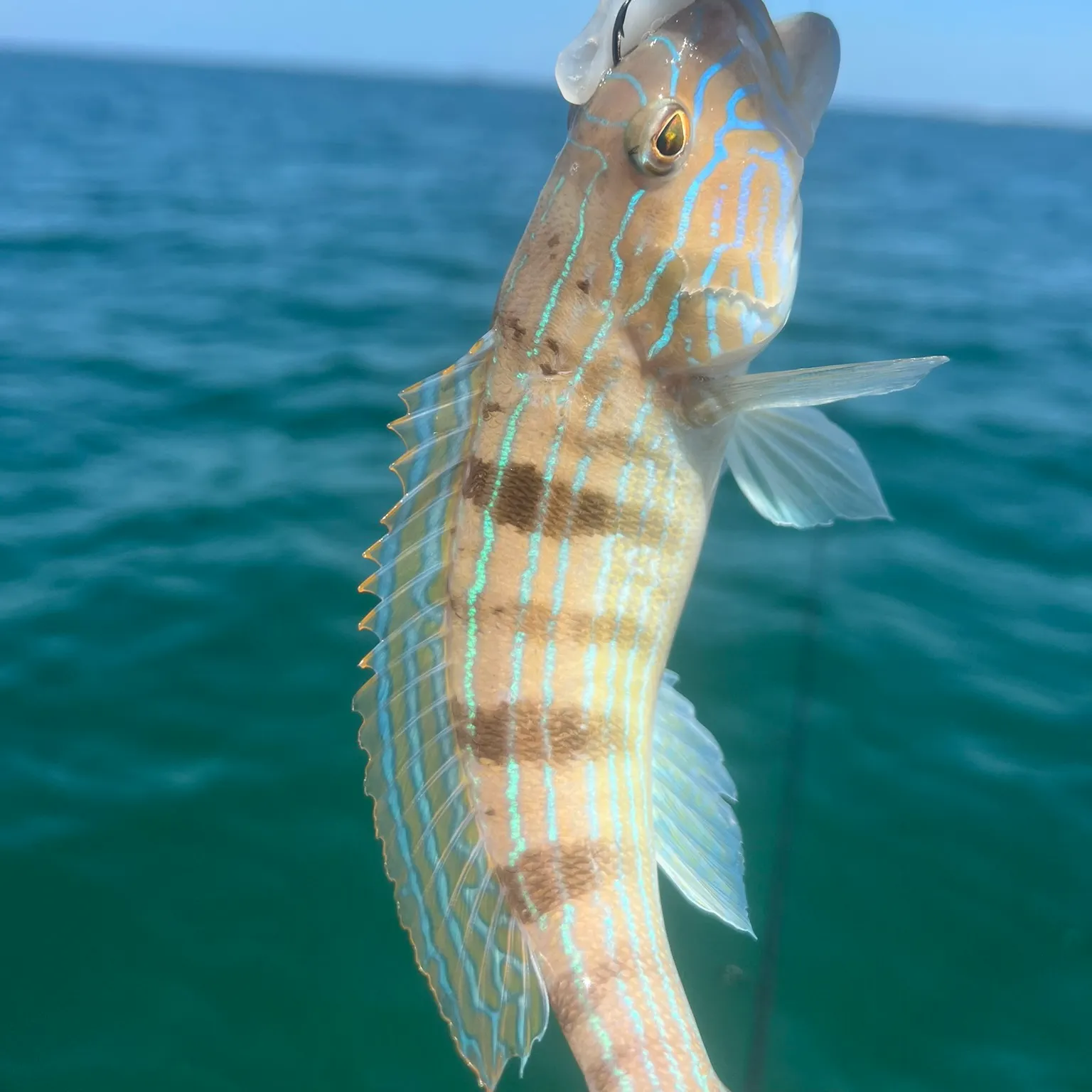 The most recent Sand perch catches on Fishbrain