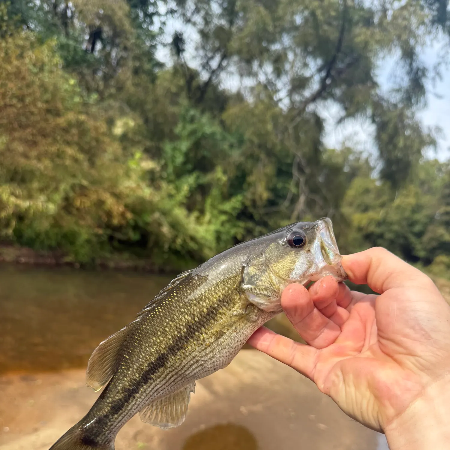 Spotted bass caught on Fishbrain