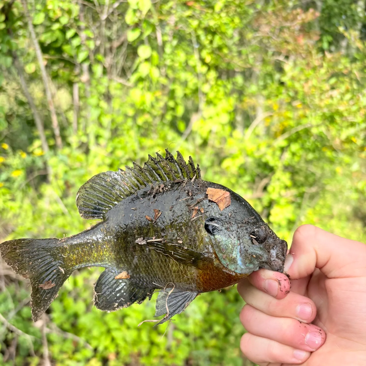 Bluegill caught on Fishbrain