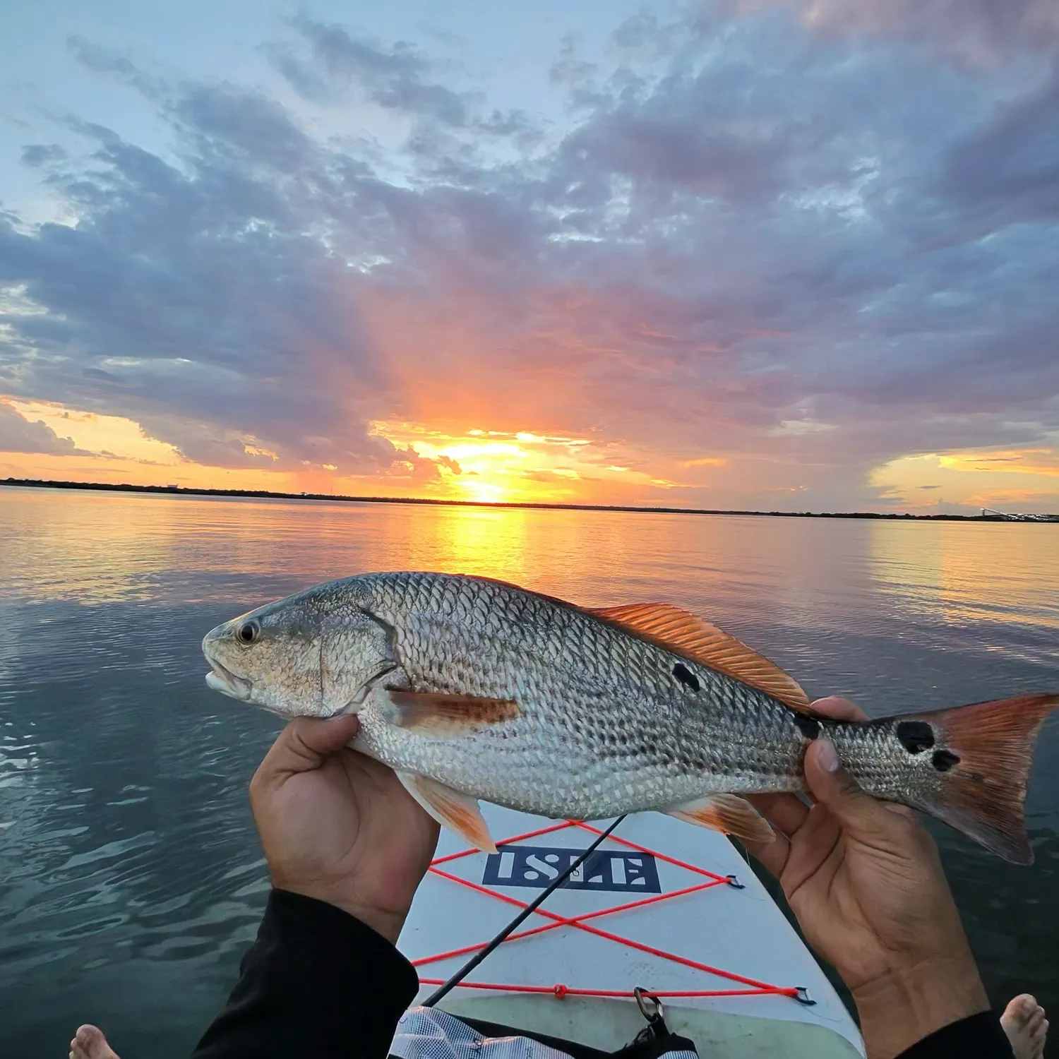Red drum caught on Fishbrain