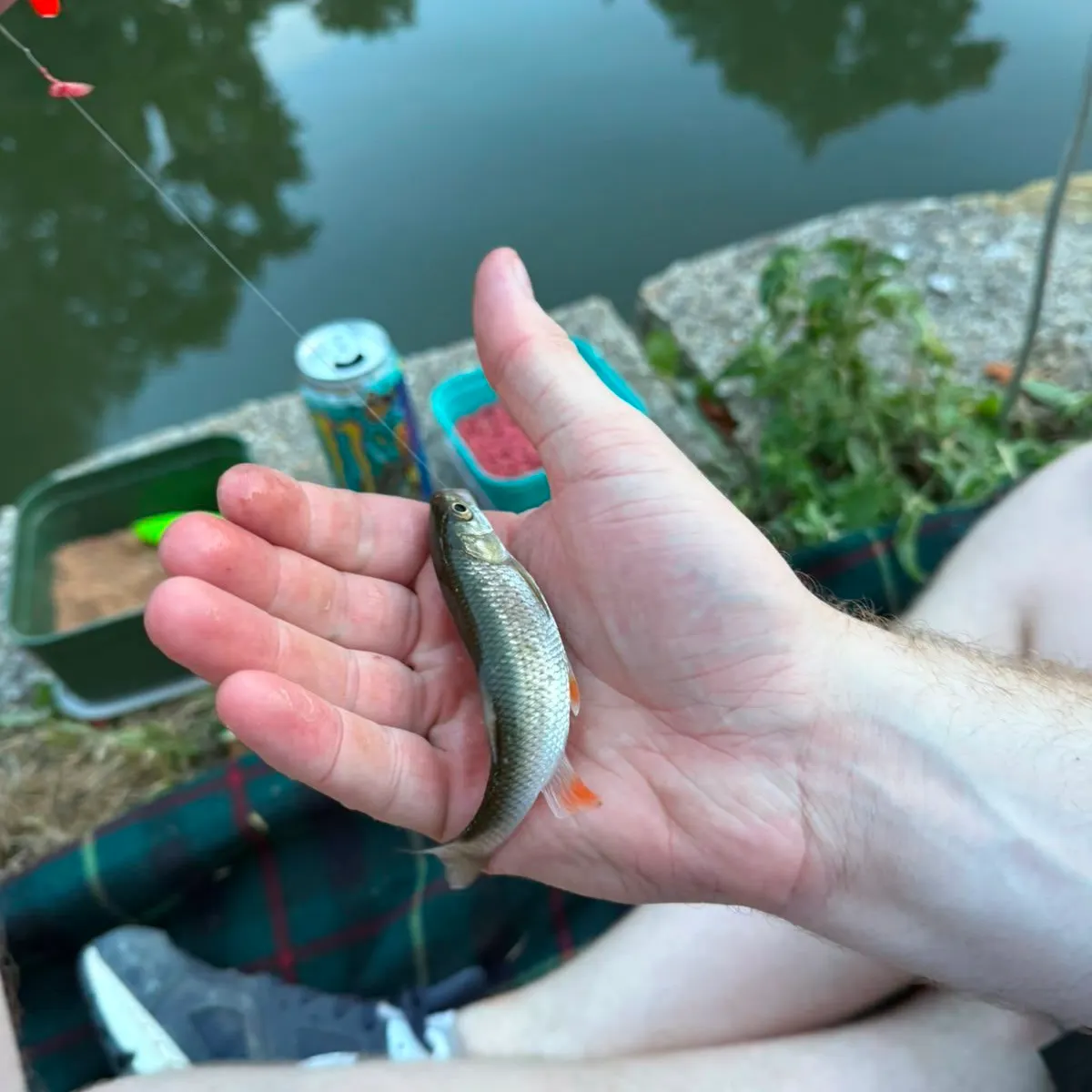 Common roach caught on Fishbrain