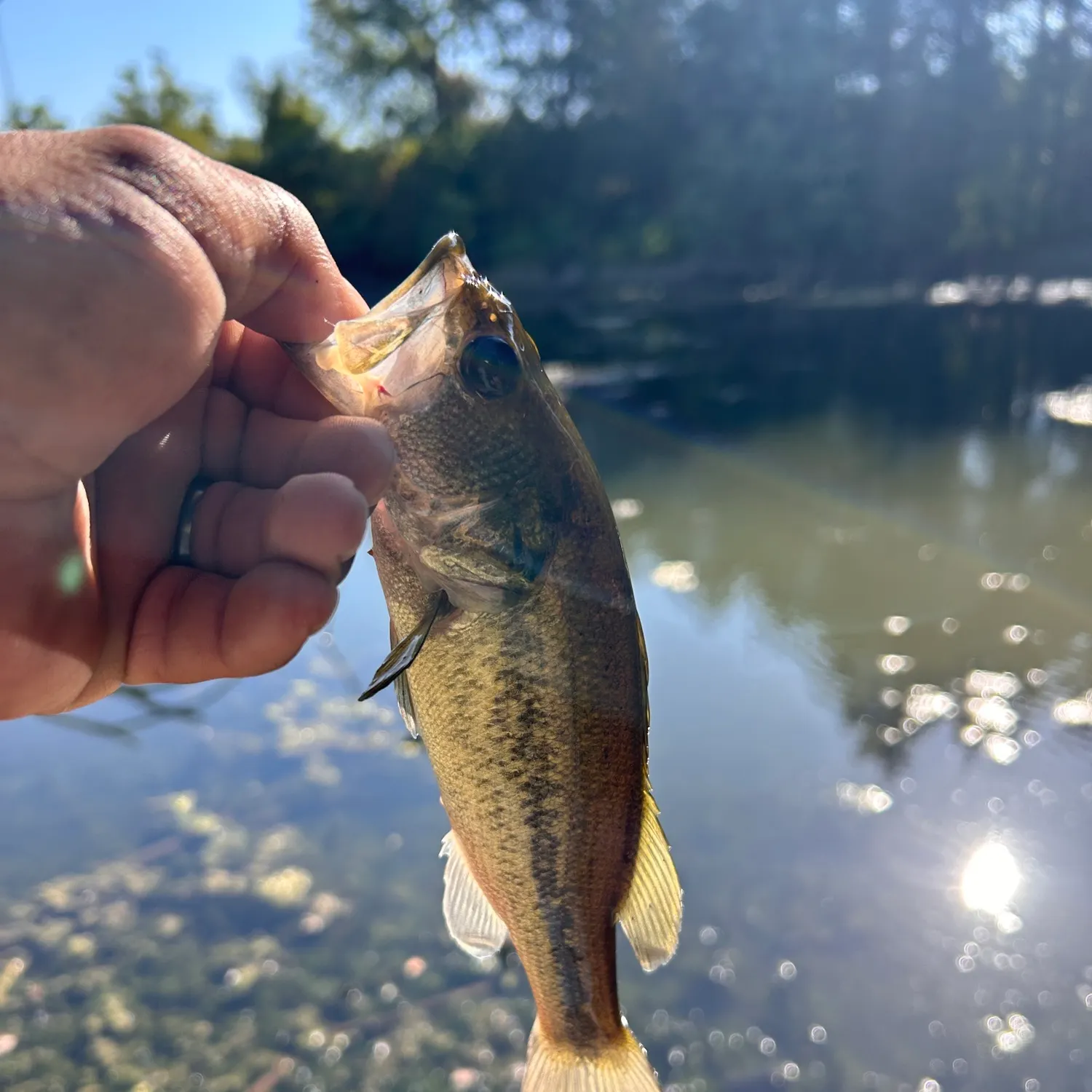 Largemouth bass caught on Fishbrain