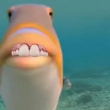 The most recent Atlantic cutlassfish catches on Fishbrain