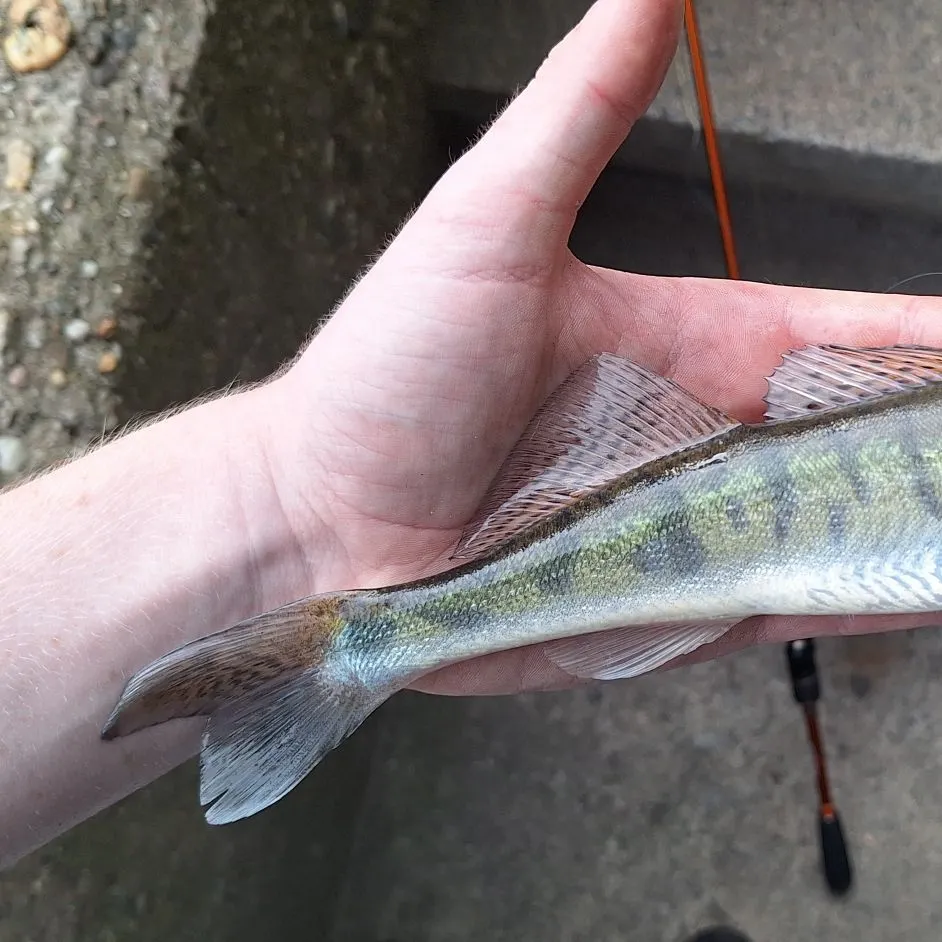 Zander caught on Fishbrain