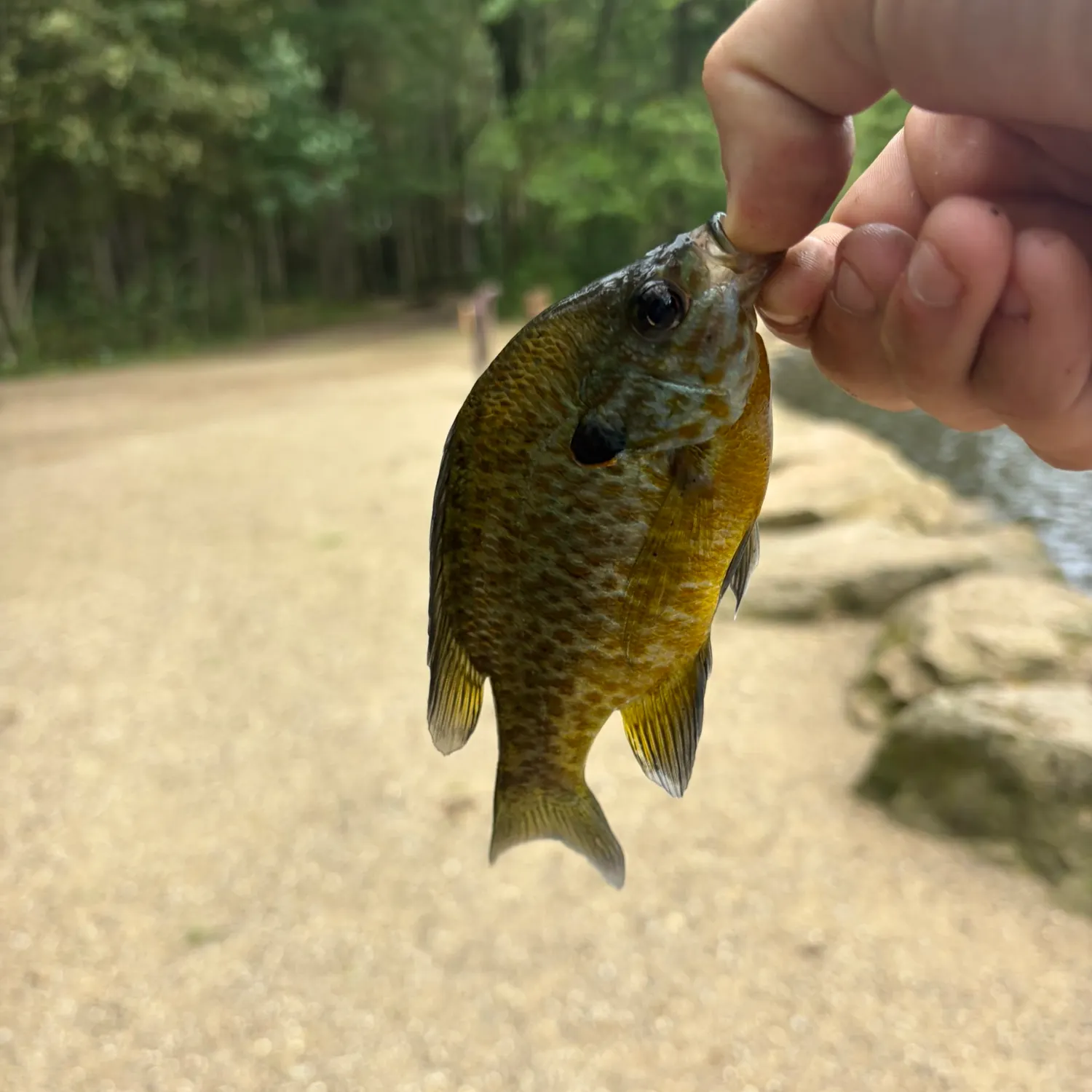 Pumpkinseed caught on Fishbrain
