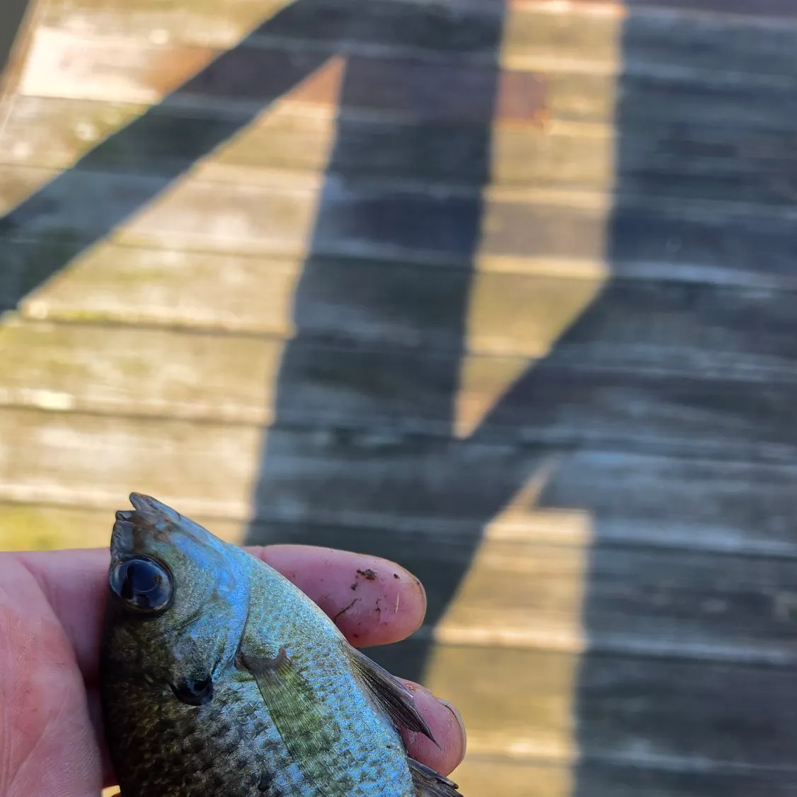 Bluegill caught on Fishbrain