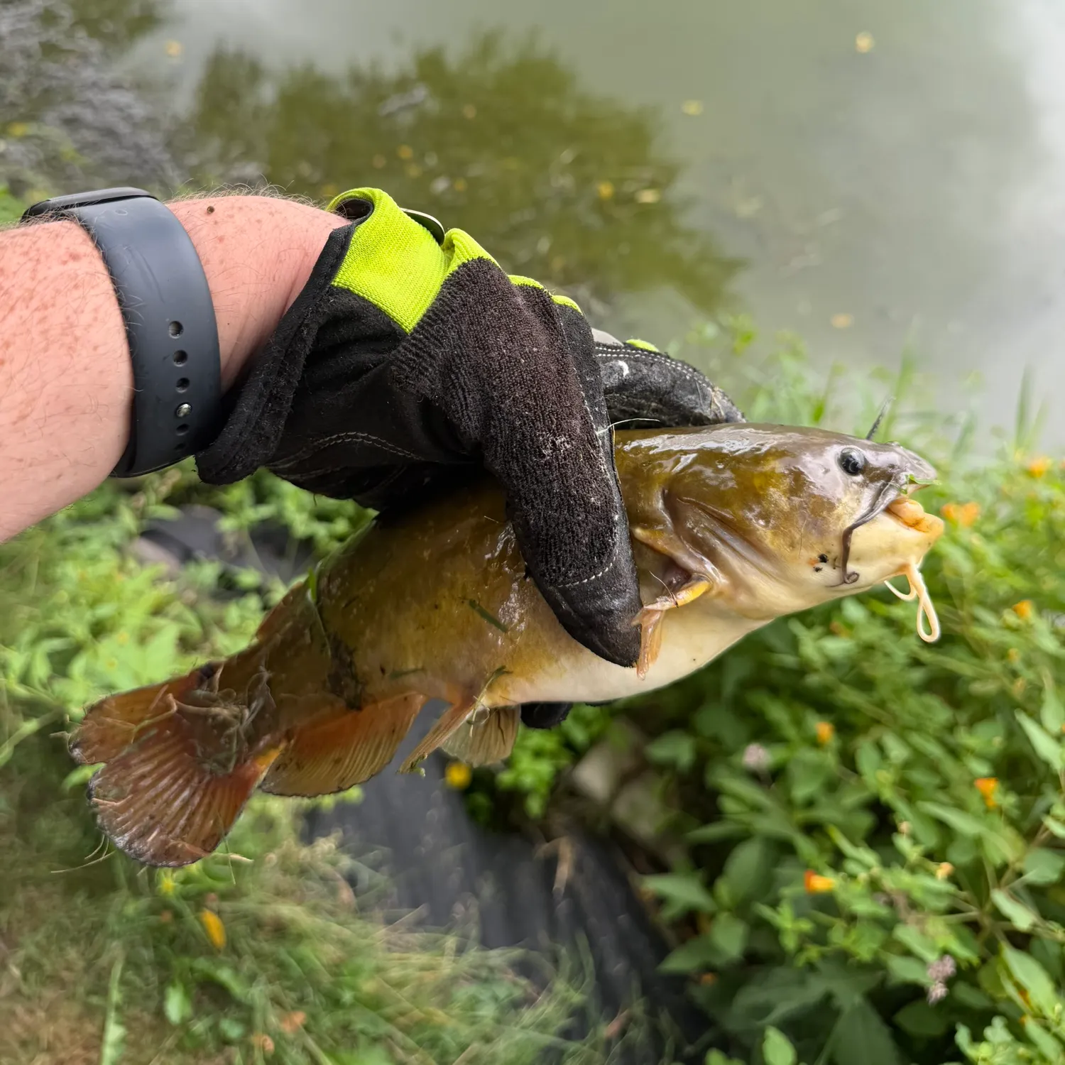 Yellow bullhead caught on Fishbrain