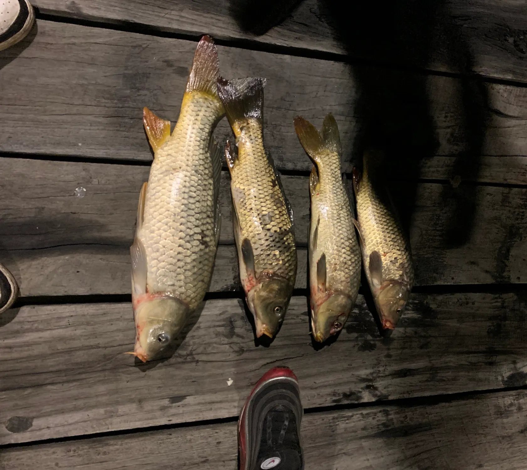 recently logged catches