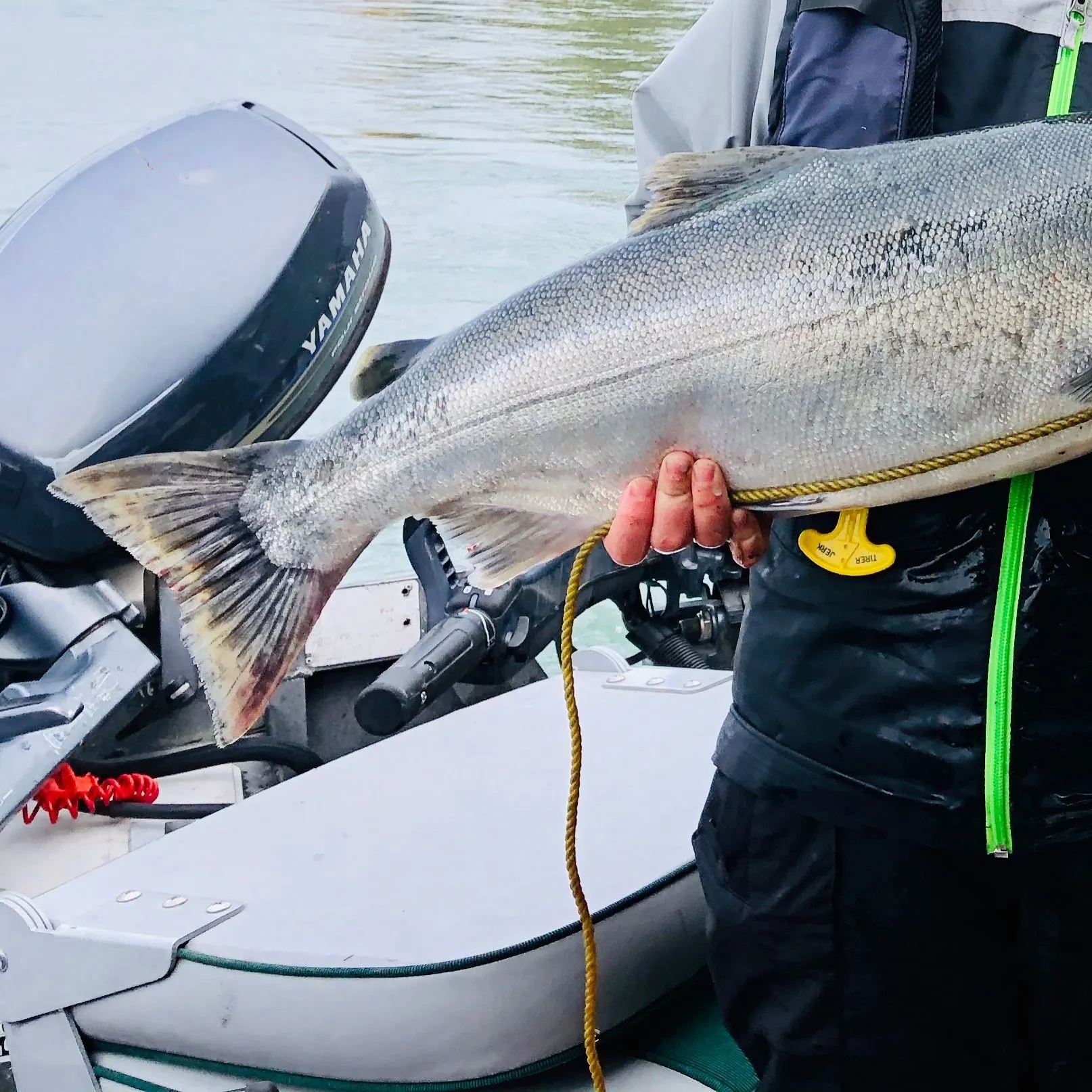 The most recent Sockeye salmon catches on Fishbrain