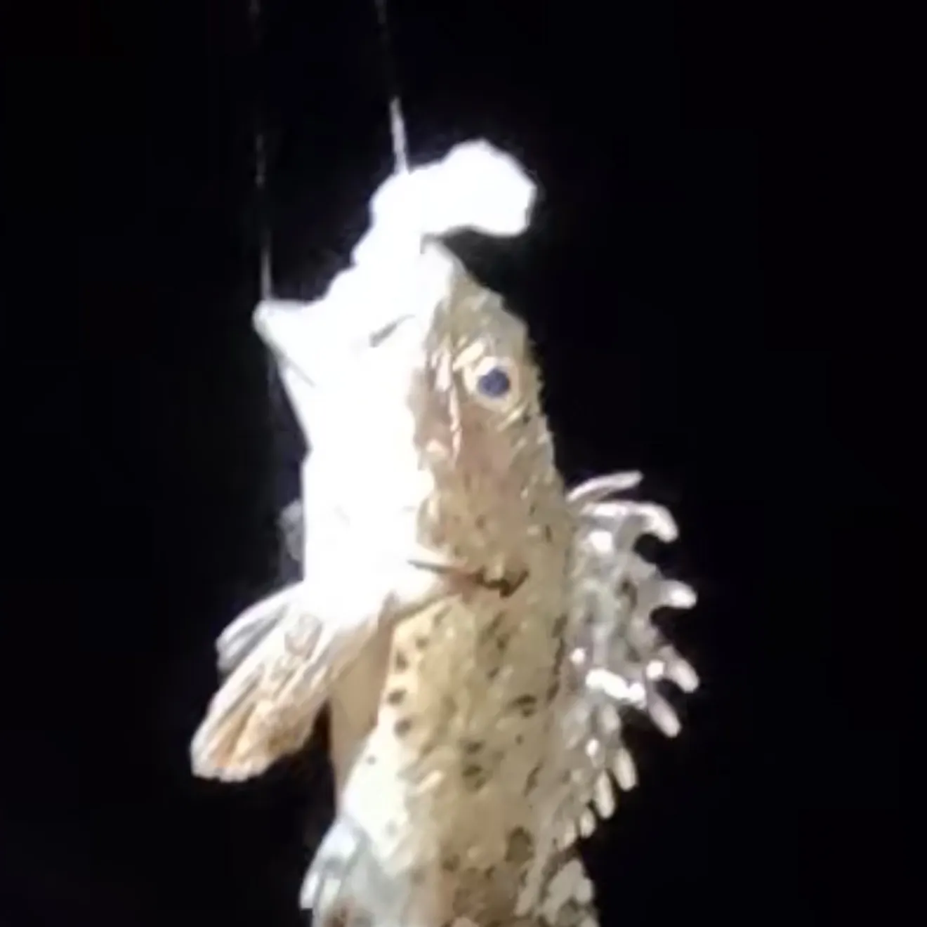 The most recent California scorpionfish catches on Fishbrain