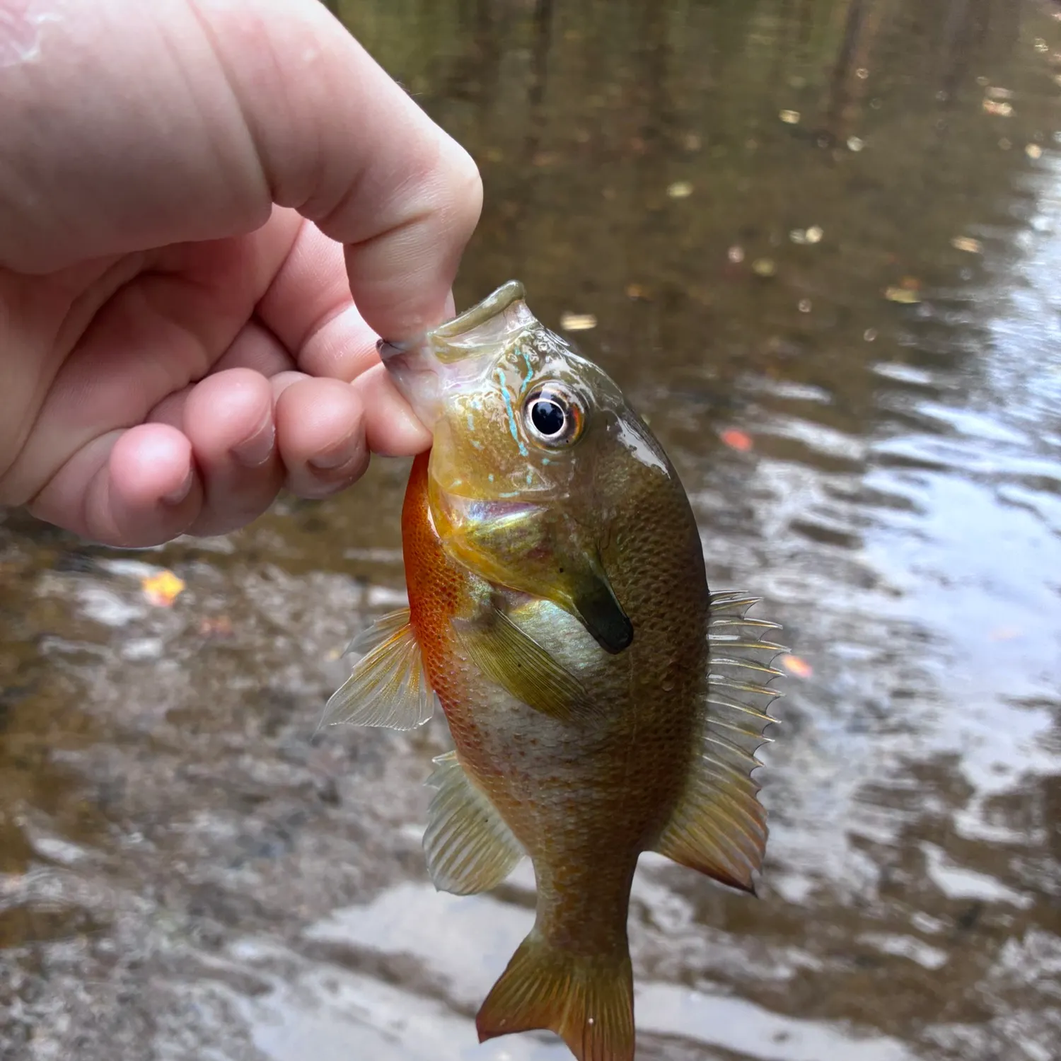 Redbreast sunfish caught on Fishbrain