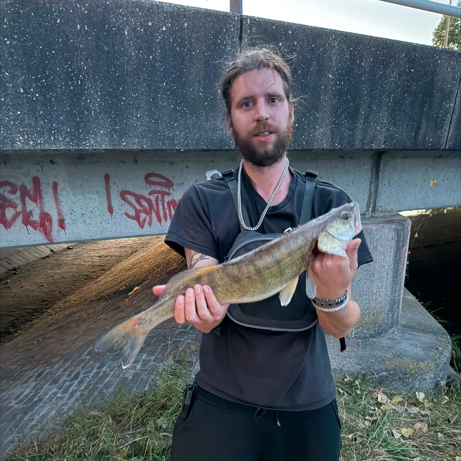 Zander caught on Fishbrain