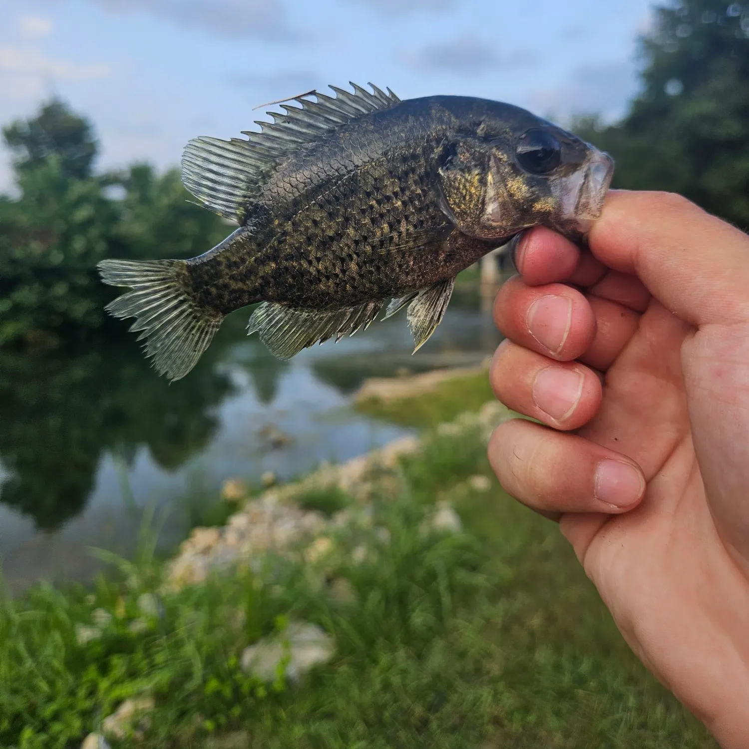 Shadow bass caught on Fishbrain