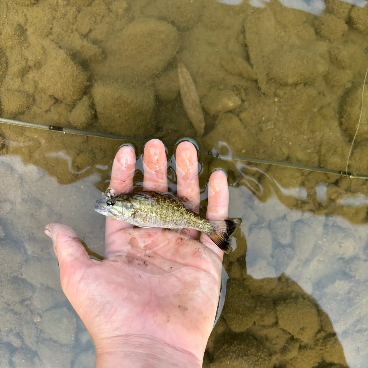 Smallmouth bass caught on Fishbrain