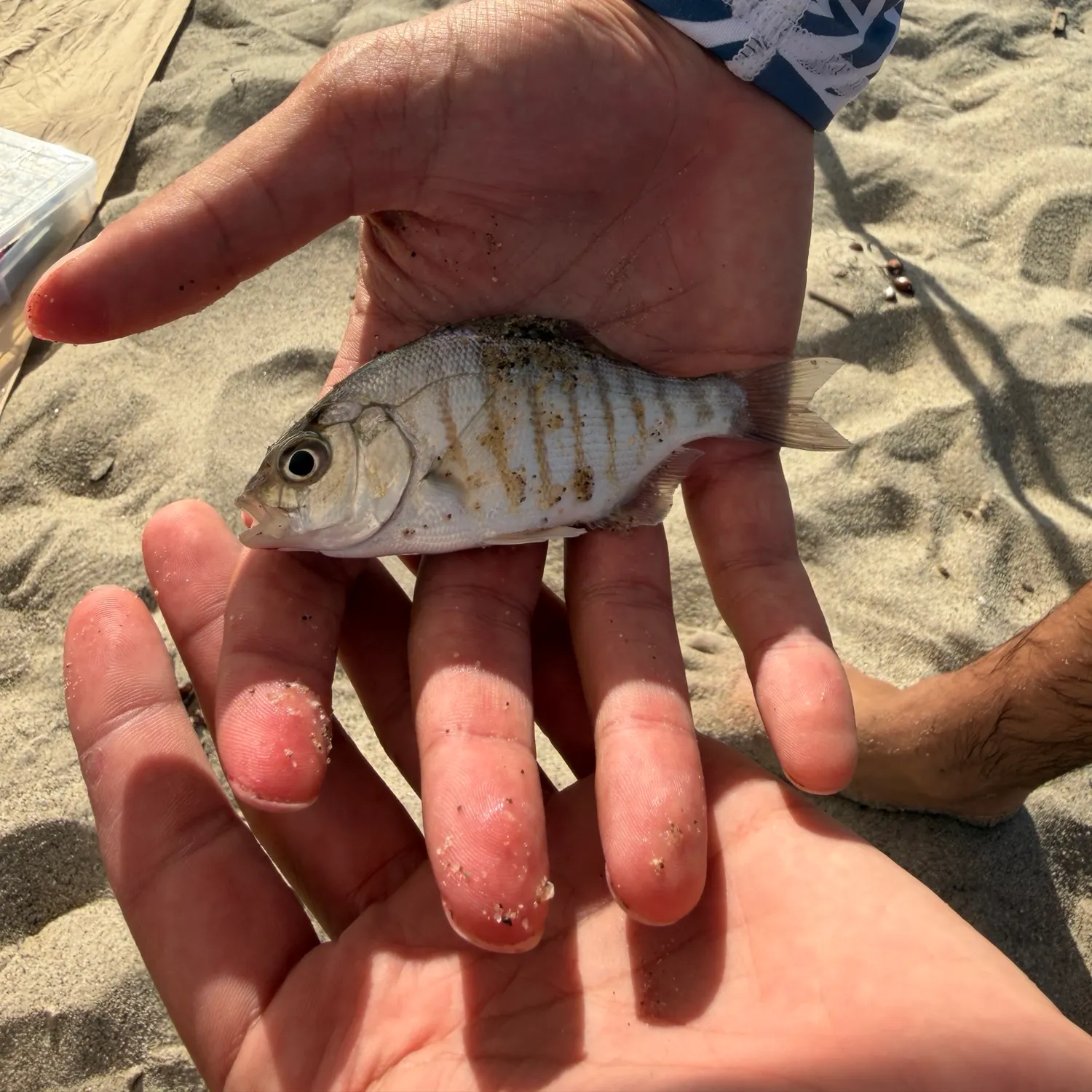 Barred surfperch caught on Fishbrain