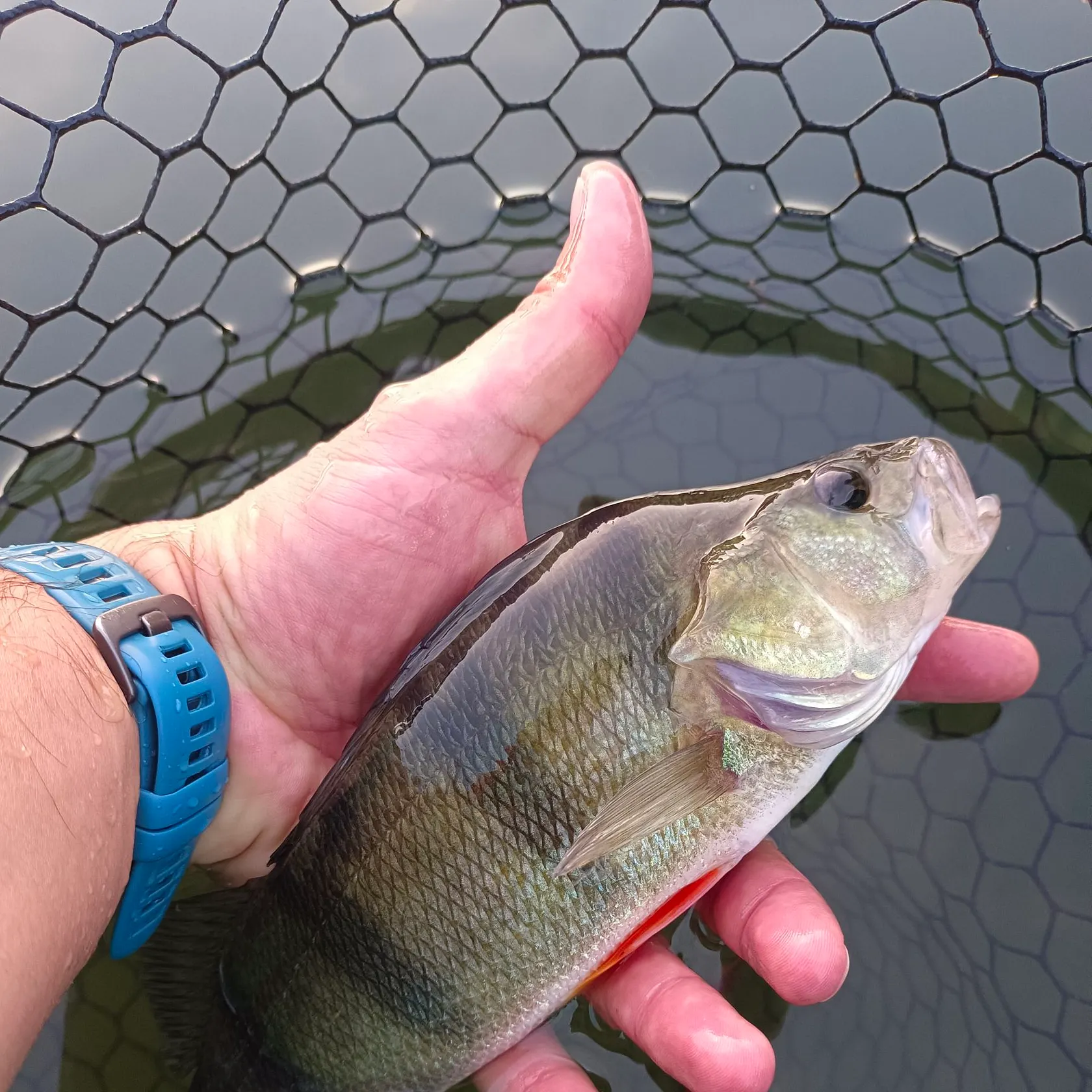 European perch caught on Fishbrain