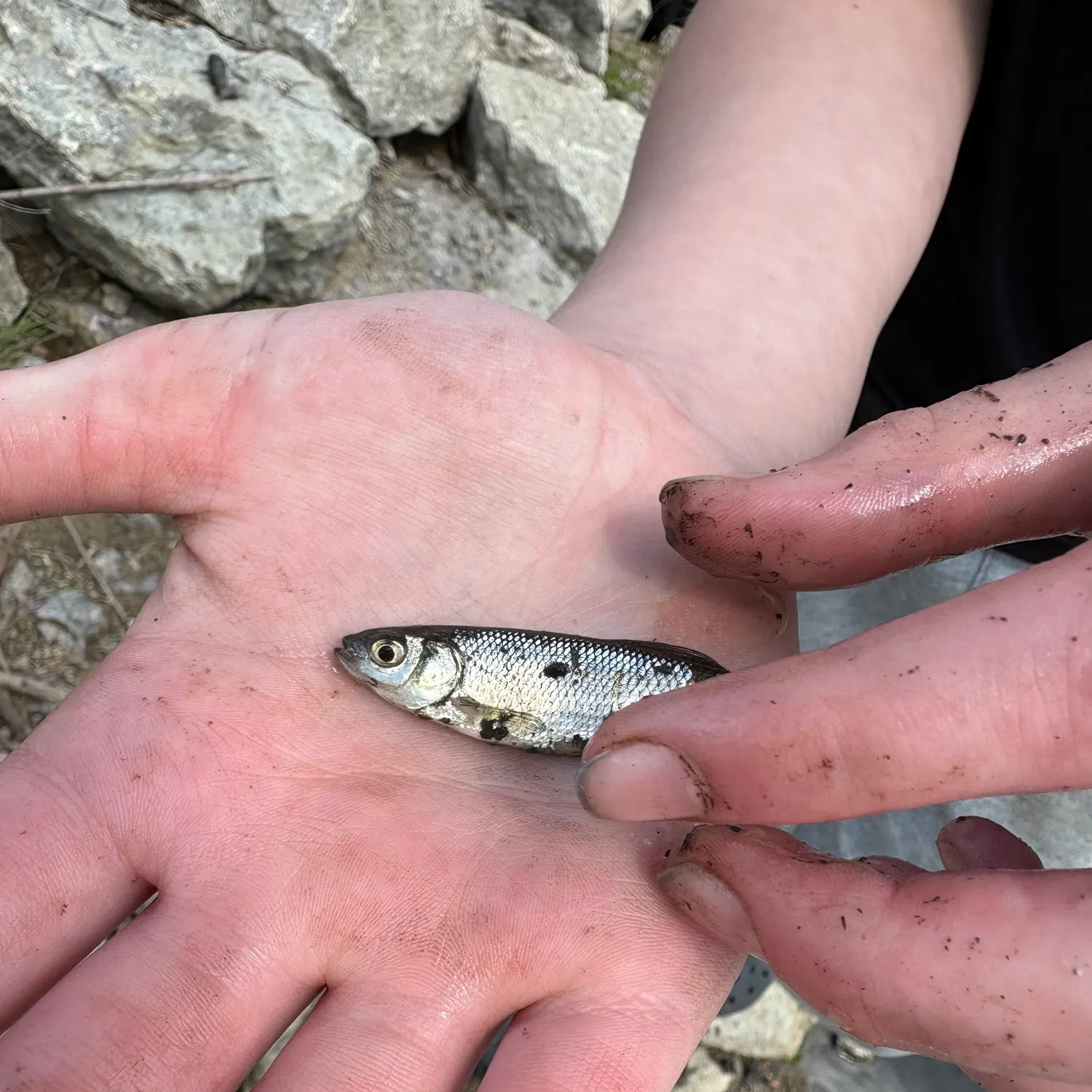 The most recent Lake whitefish catches on Fishbrain