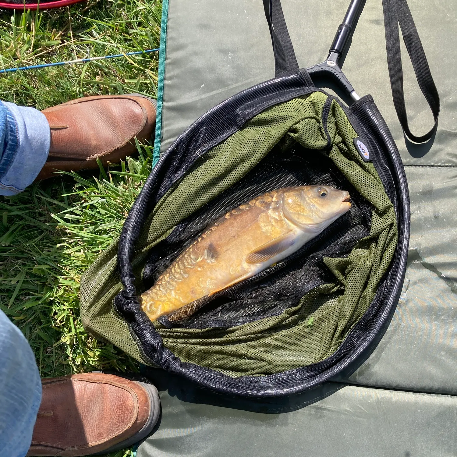 Mirror carp caught on Fishbrain