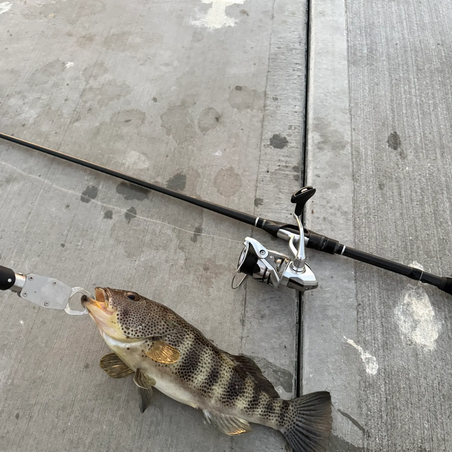 recently logged catches