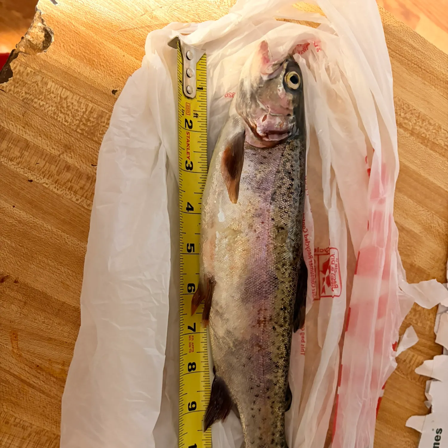 recently logged catches