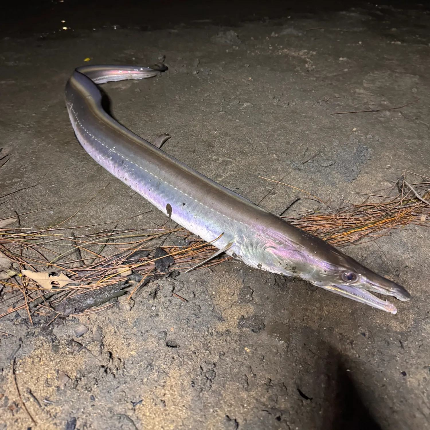 The most recent Atlantic cutlassfish catches on Fishbrain