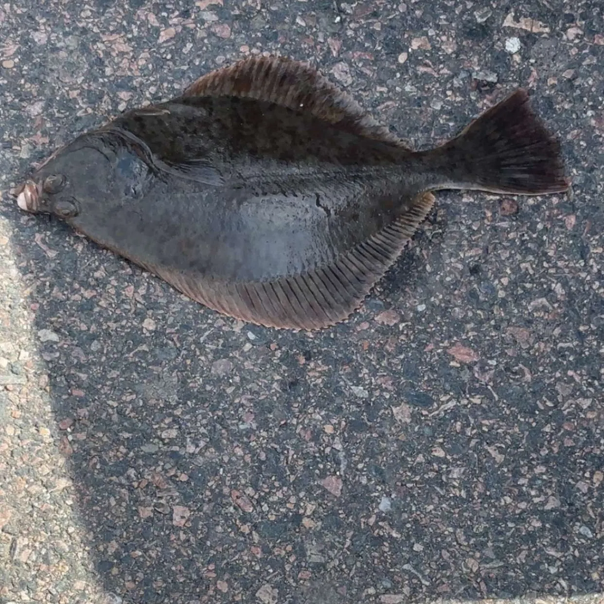 The most recent European flounder catches on Fishbrain
