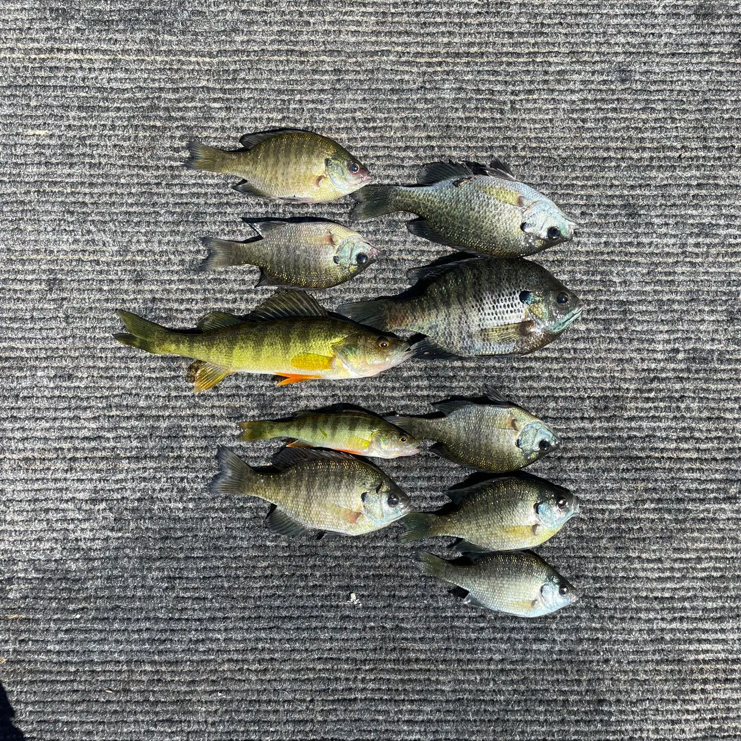 recently logged catches