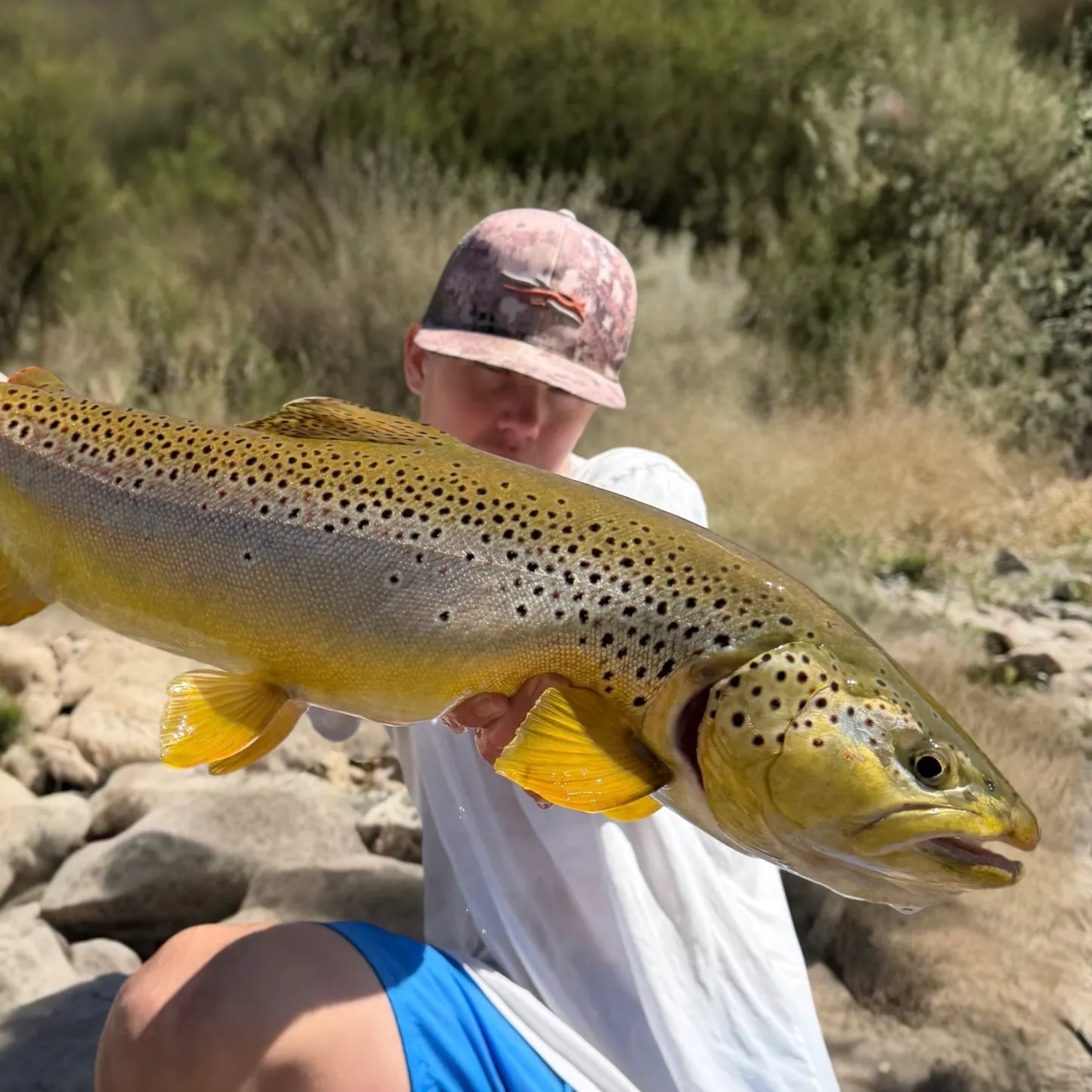 Brown trout caught on Fishbrain