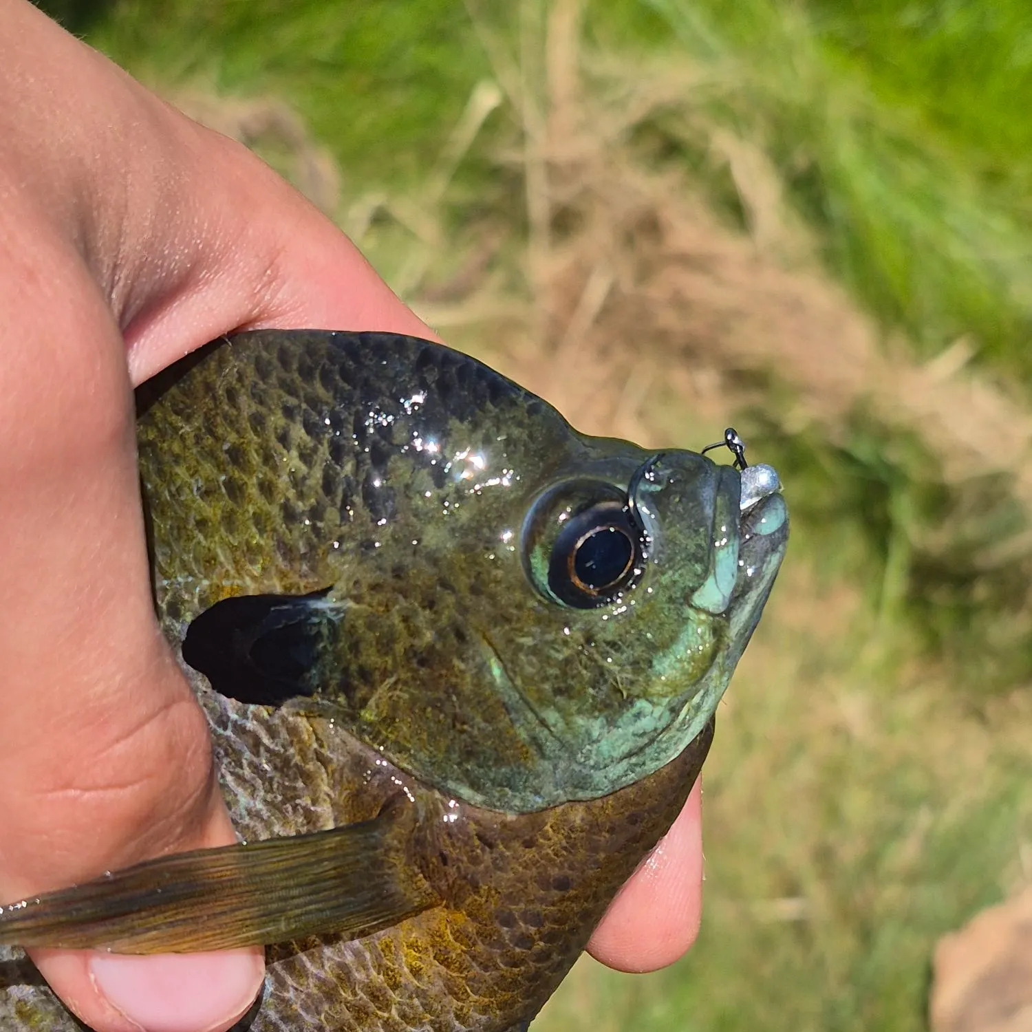 The most recent Coppernose bluegill catches on Fishbrain