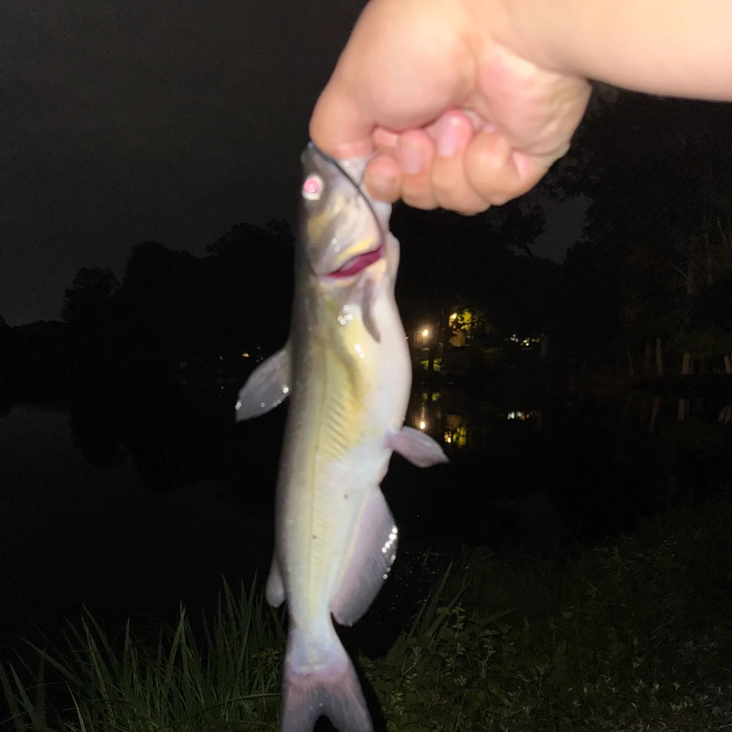 Channel catfish caught on Fishbrain
