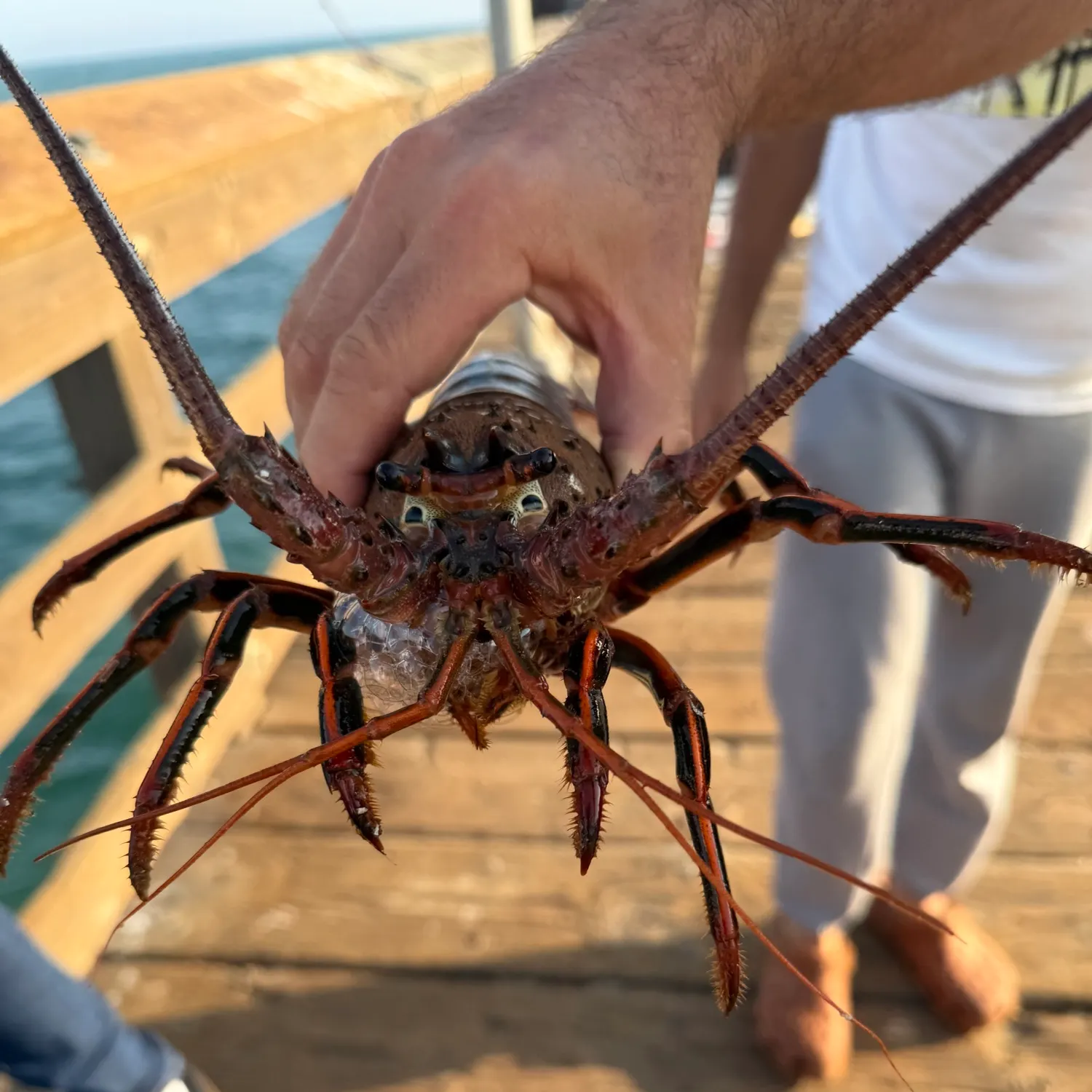 The most recent California spiny lobster catches on Fishbrain