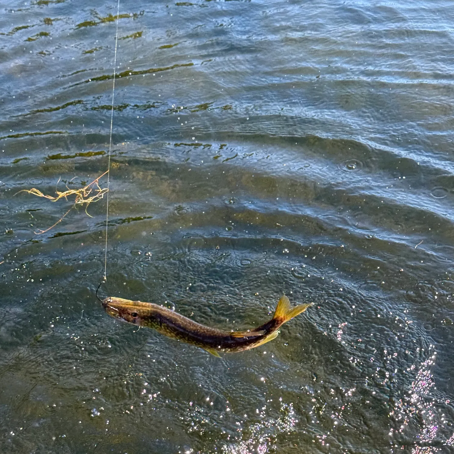 Chain pickerel caught on Fishbrain