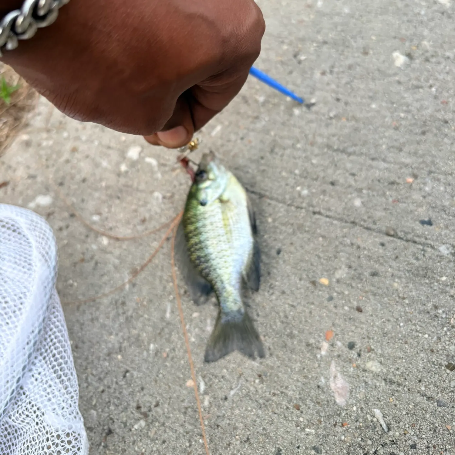 Bluegill caught on Fishbrain