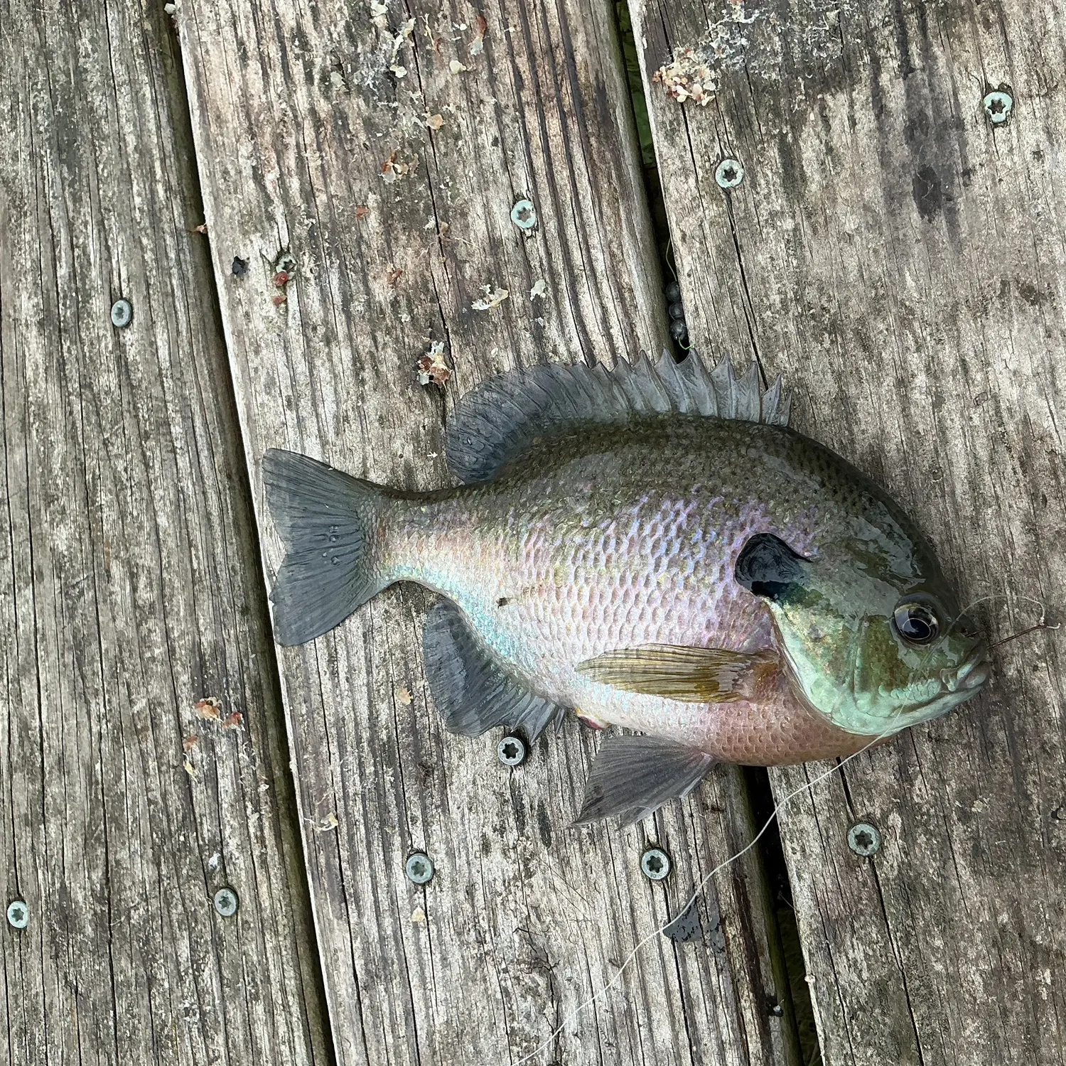 Bluegill caught on Fishbrain