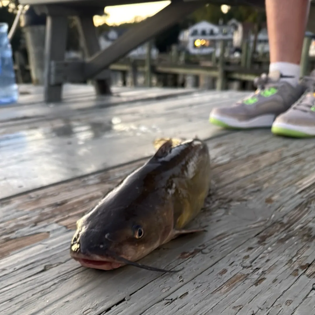 Channel catfish caught on Fishbrain