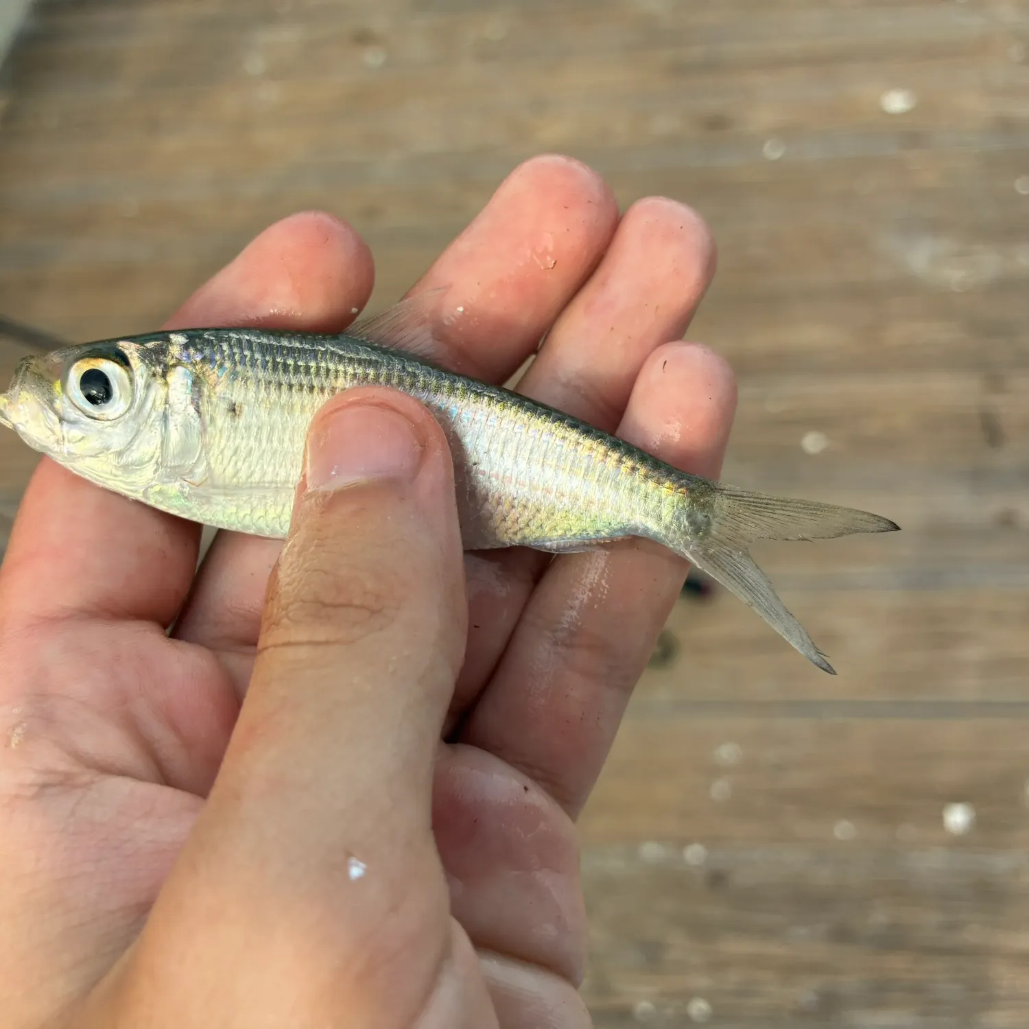 Scaled herring caught on Fishbrain